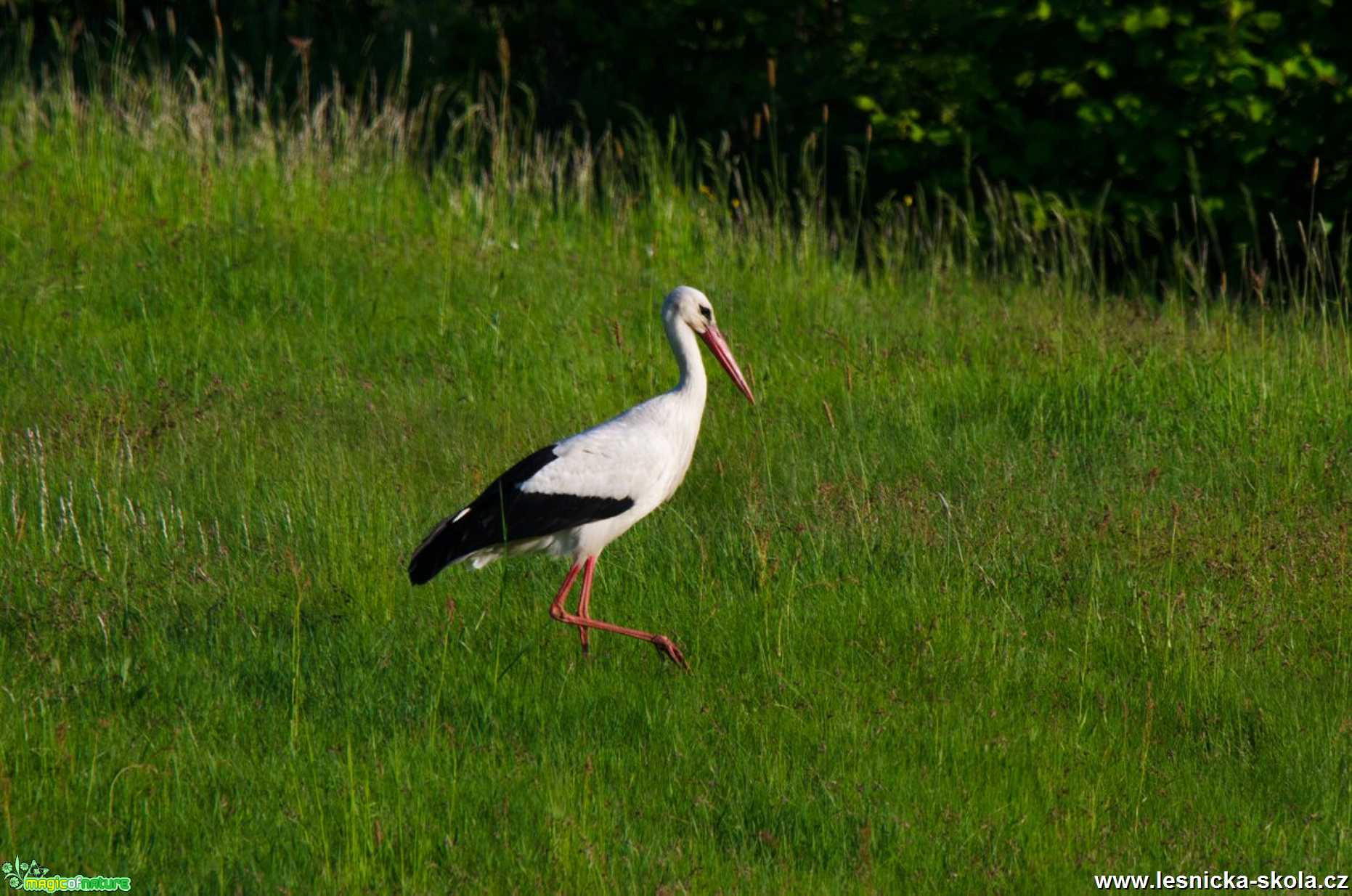 Čáp bílý - Ciconia ciconia - Foto Zbyněk Tomek 0120 (3)