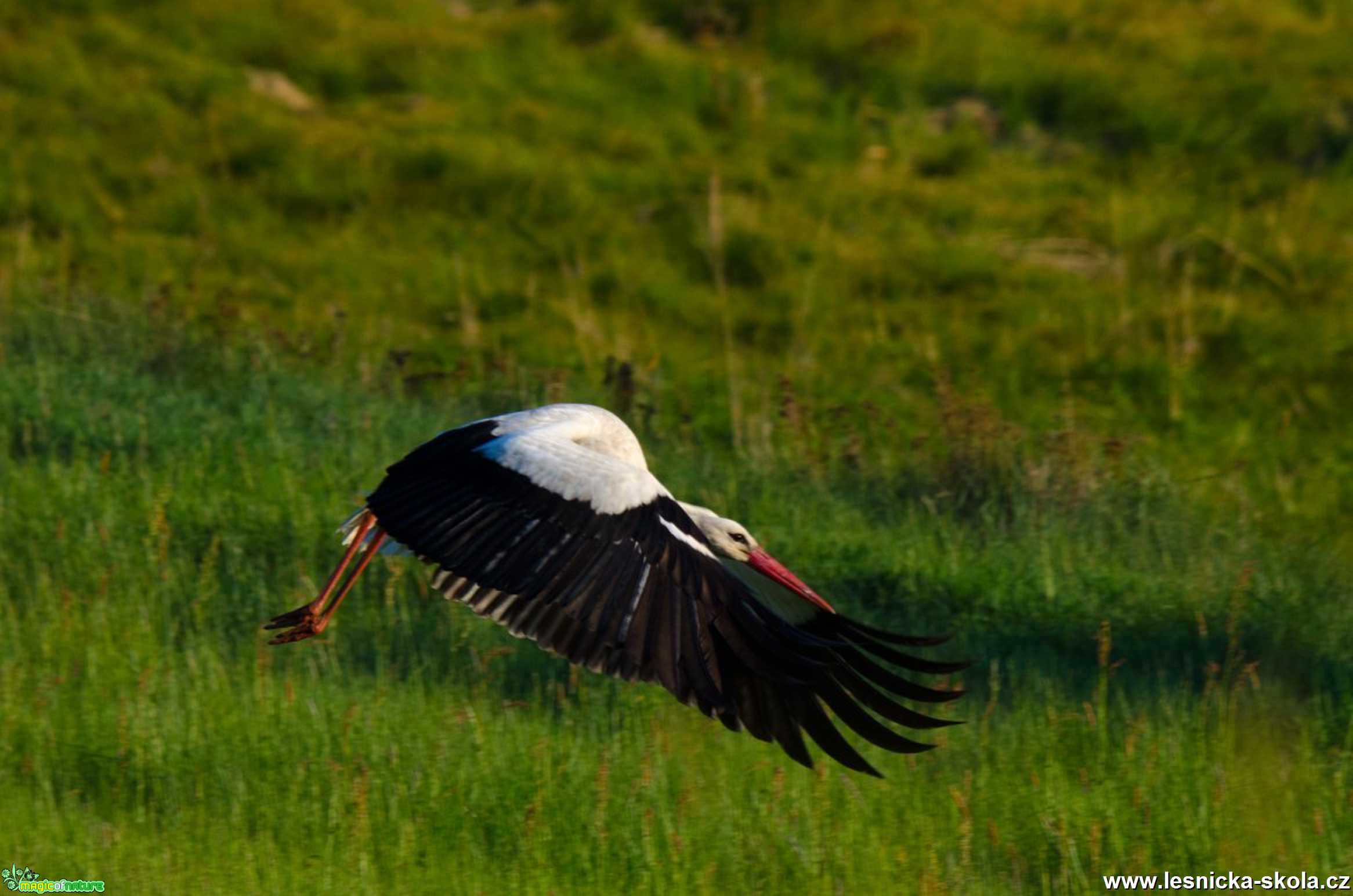 Čáp bílý - Ciconia ciconia - Foto Zbyněk Tomek 0120 (4)