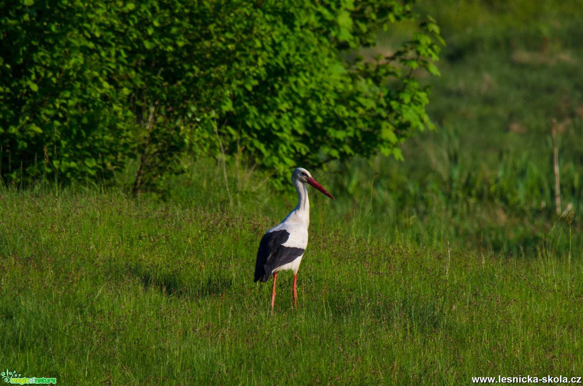 Čáp bílý - Ciconia ciconia - Foto Zbyněk Tomek 0120 (5)