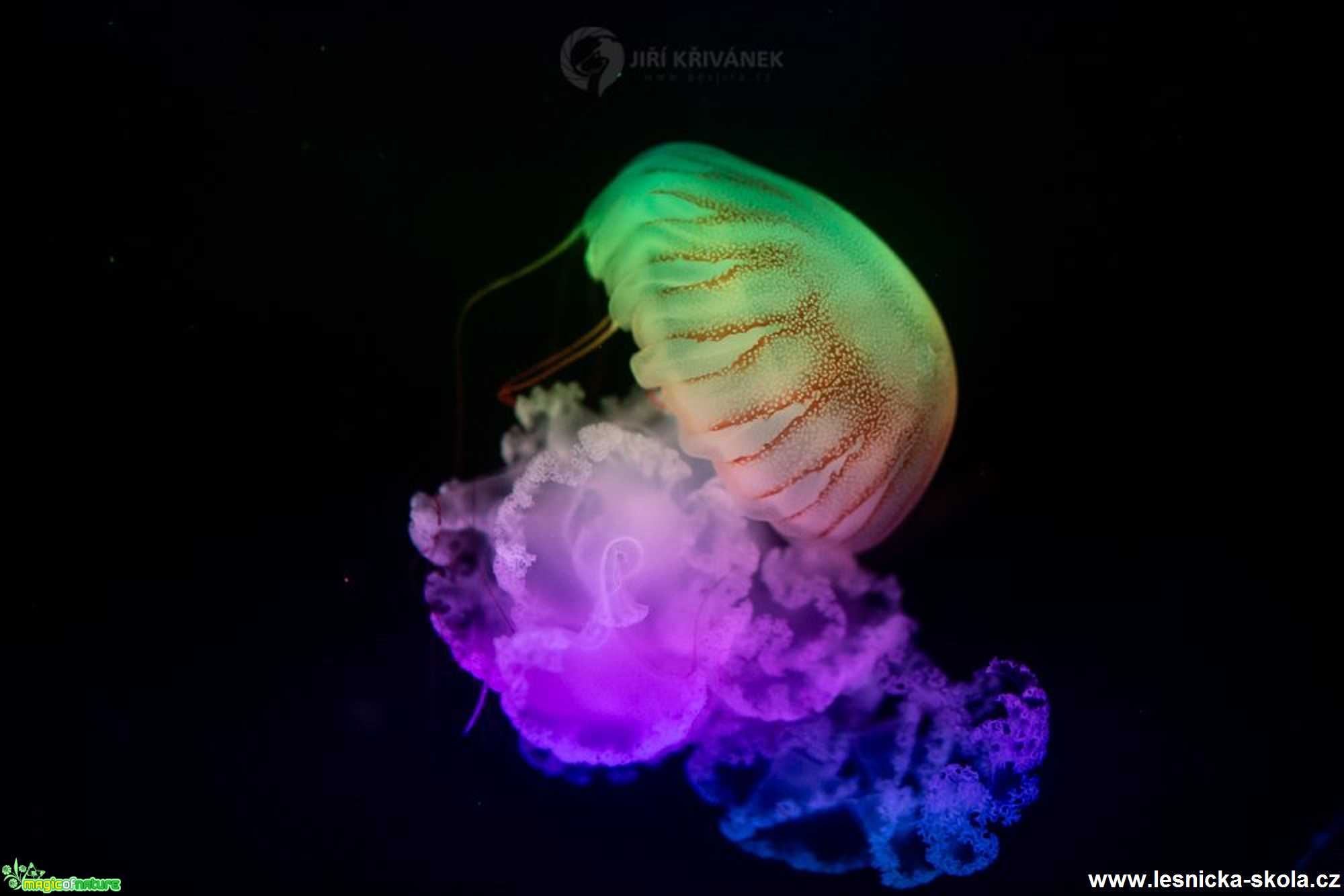 Ve světě medúz - Foto Jiří Křivánek 0120 (5)