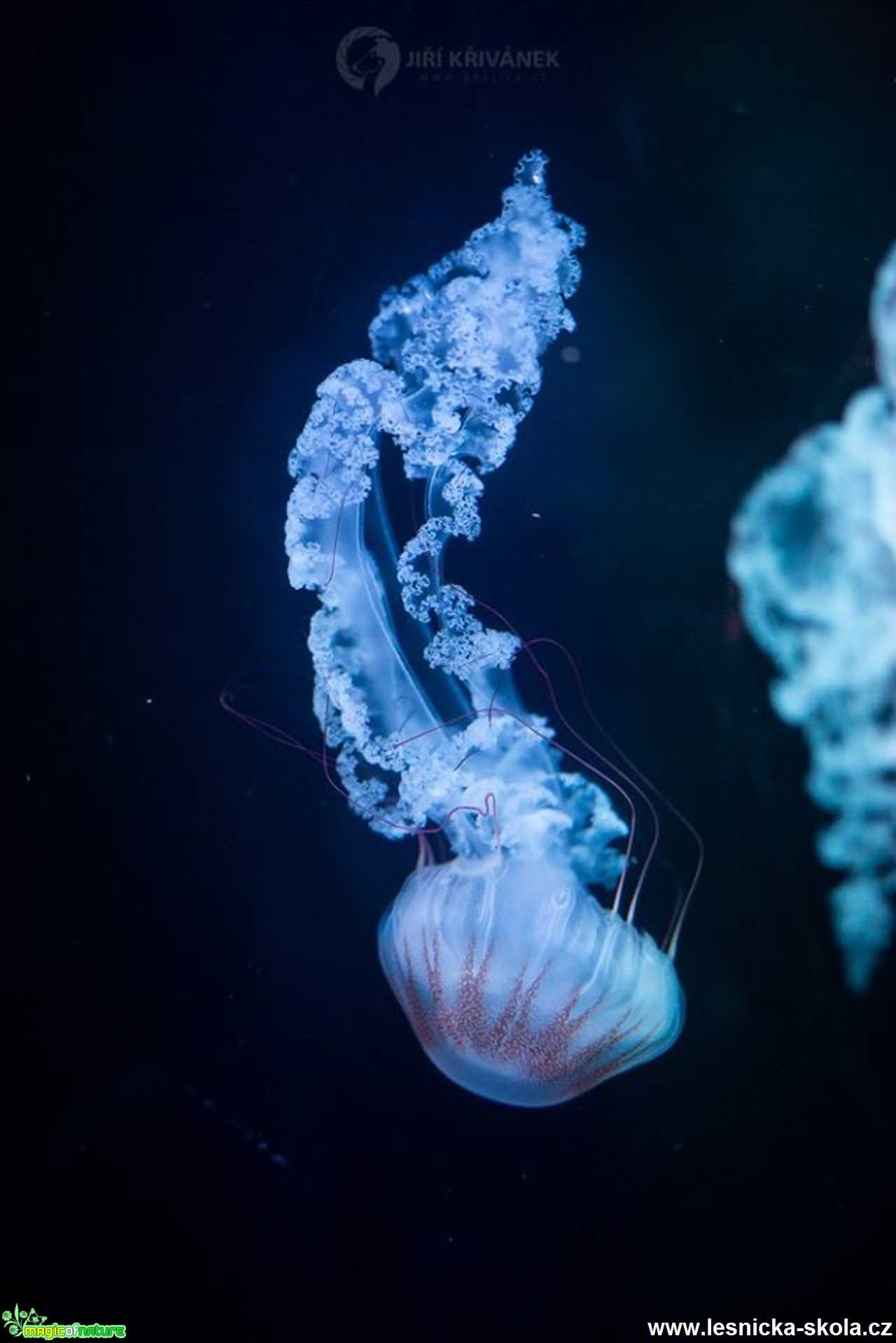 Ve světě medúz - Foto Jiří Křivánek 0120 (7)