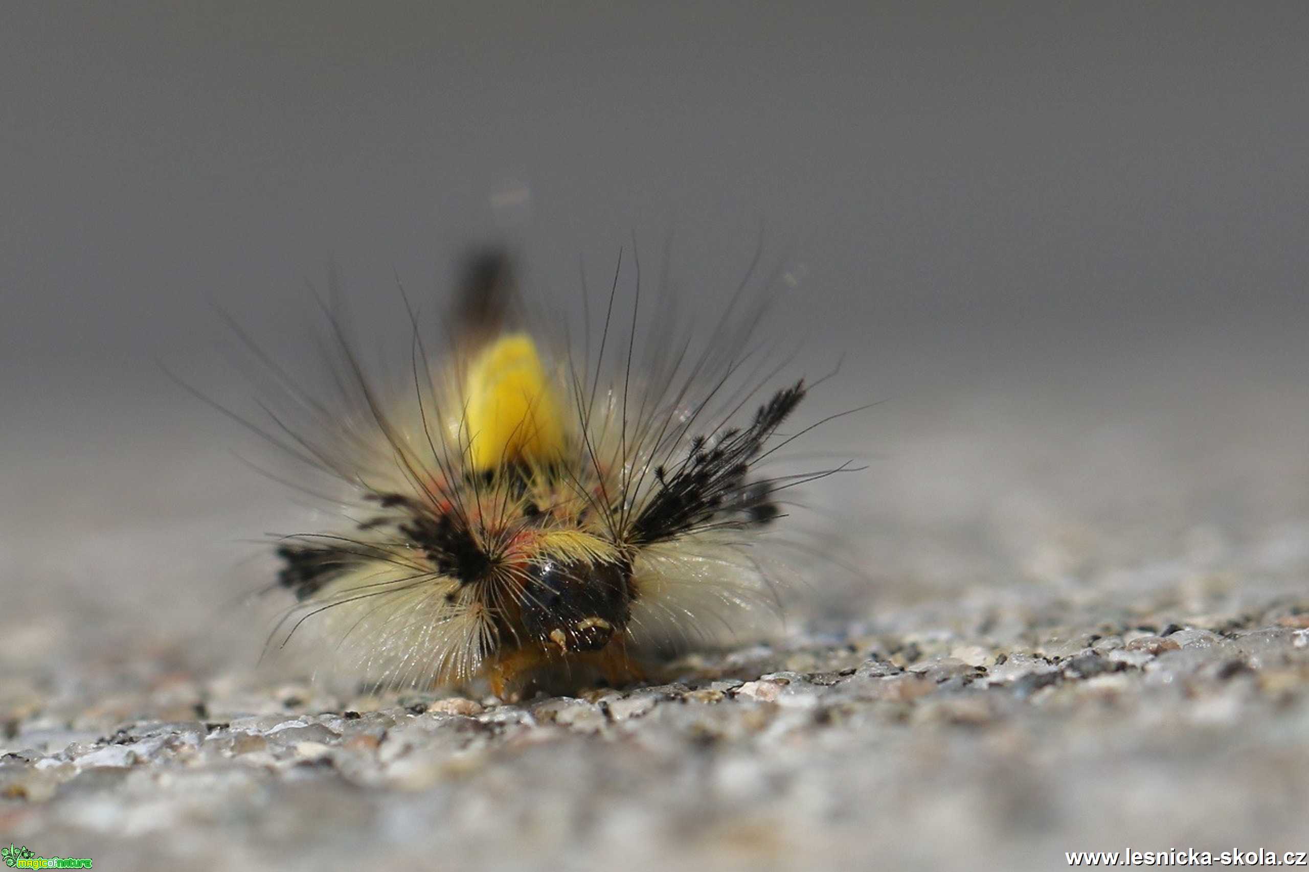 Pohled do říše hmyzu - Foto Irena Wenischová 0120 (1)