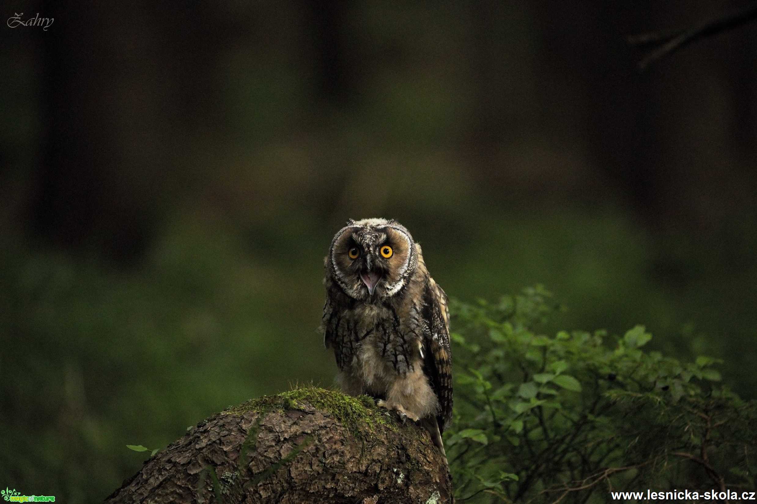 Fotografování sov - Foto Lukáš Zahrádka 0220 (1)