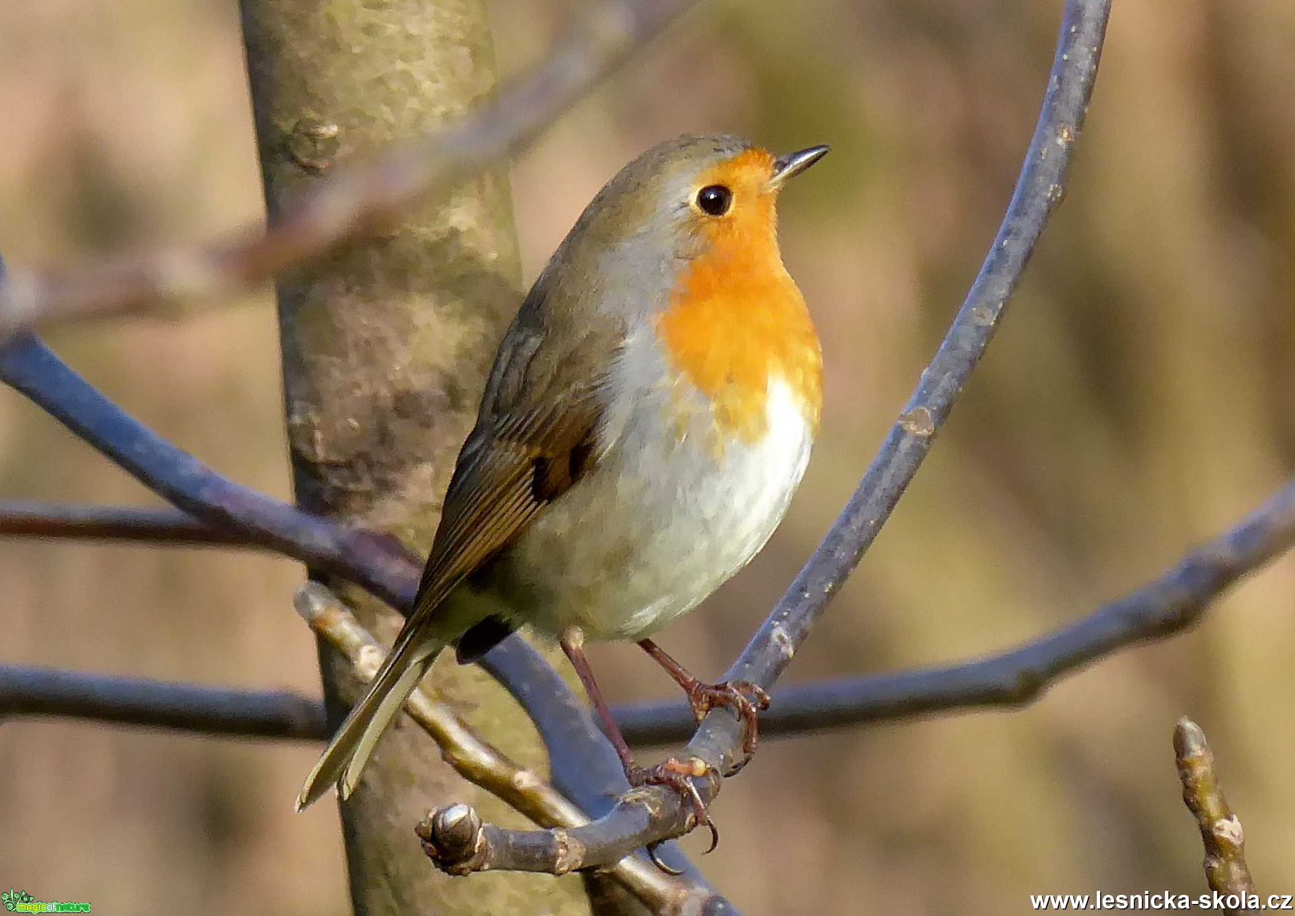 Červenka obecná - Erithacus rubecula - Foto Miloslav Míšek 0220