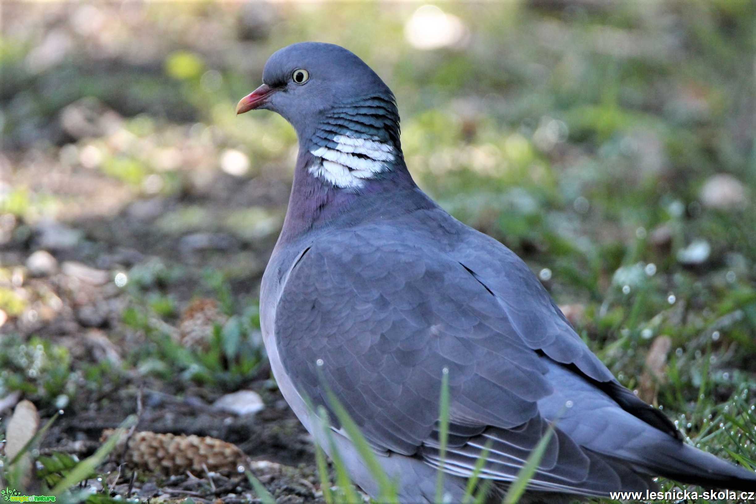 Holub hřivnáč - Columba palumbus - Foto František Novotný 0220 (3)