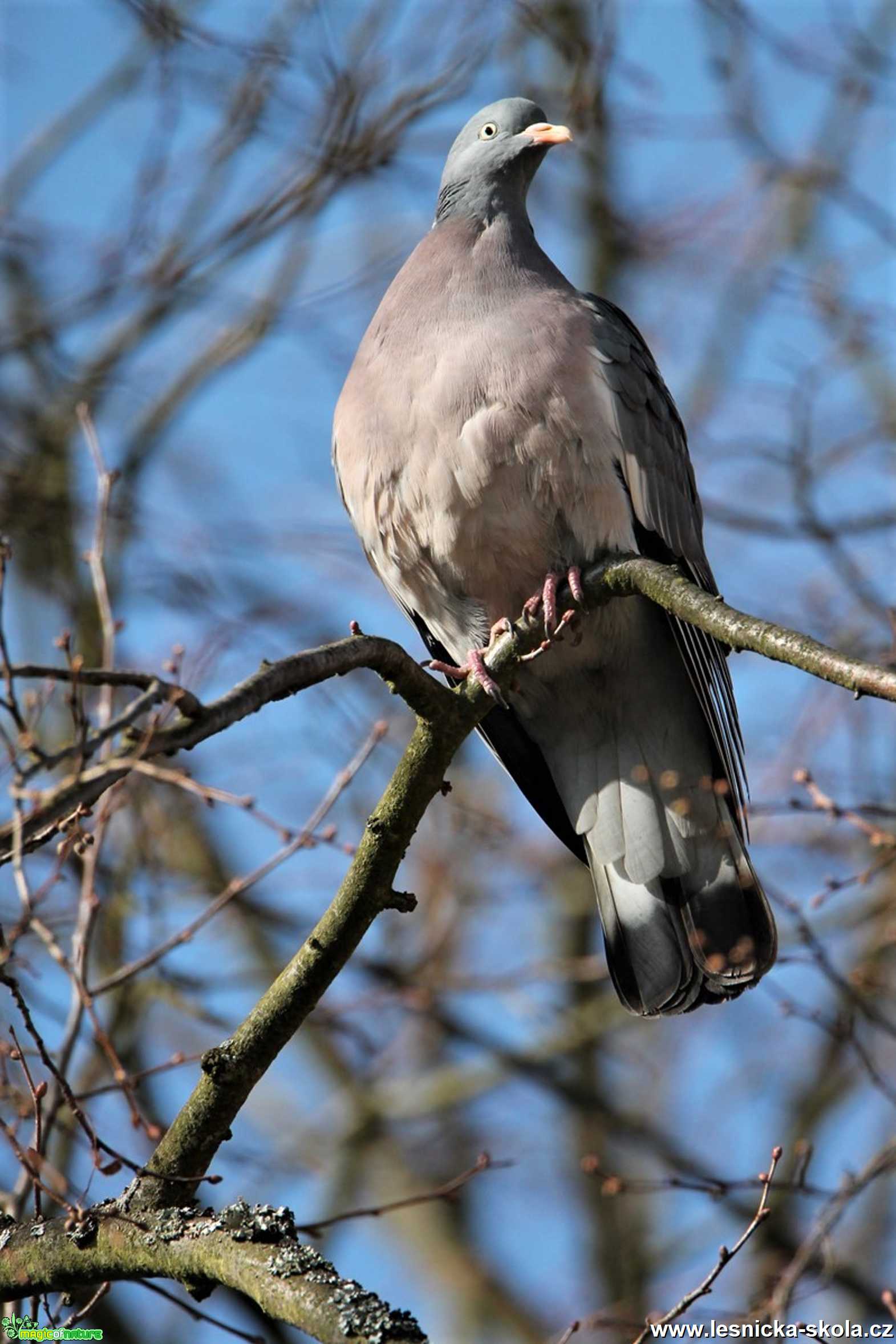 Holub hřivnáč - Columba palumbus - Foto František Novotný 0220 (4)