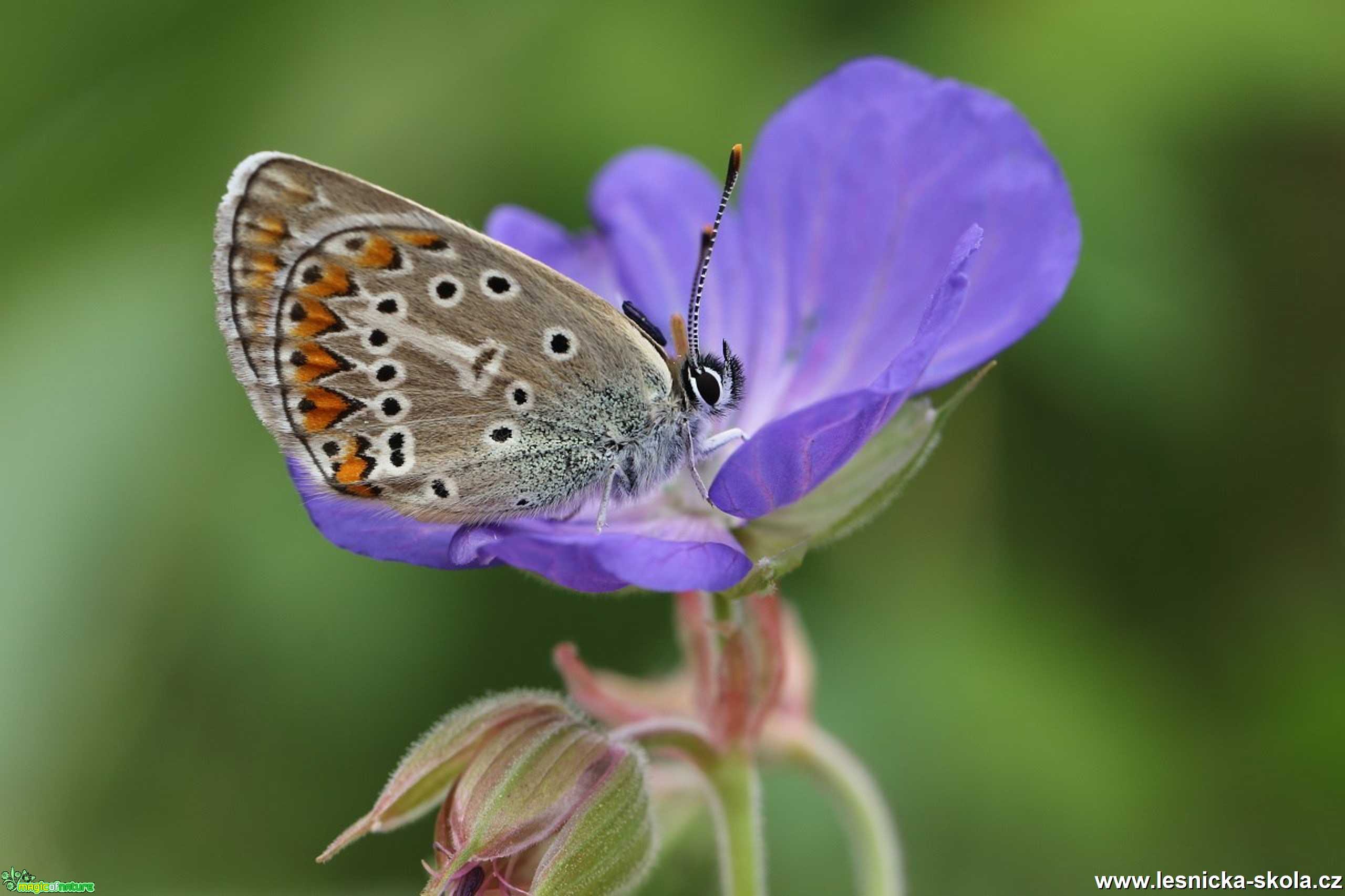 Krása motýlích křídel - Foto Irena Wenischová 0220 (3)