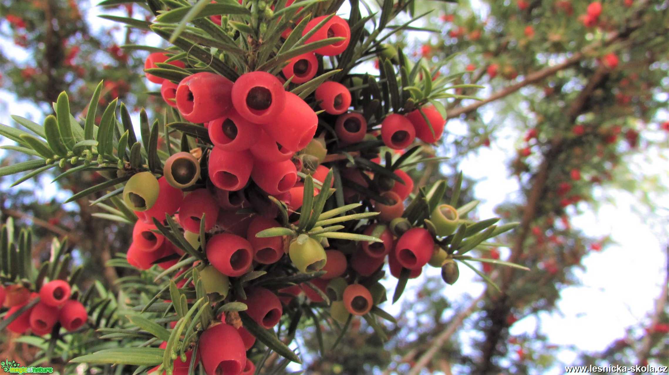 Tis červený - Taxus baccata - Foto Rasťo Salčík 0220