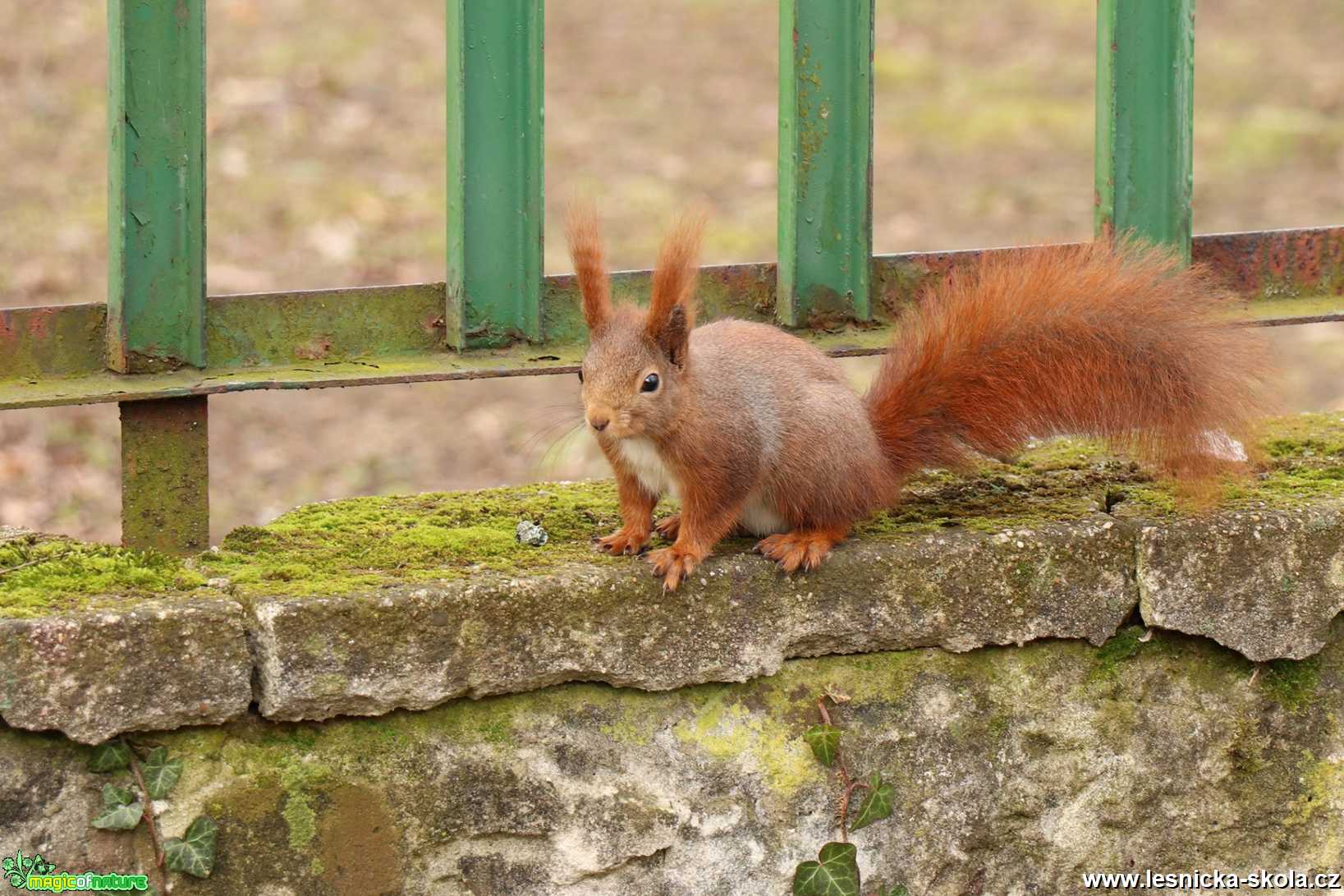 Veverka obecná - Sciurus vulgaris - Foto Rasťo Salčík 0220 (2)