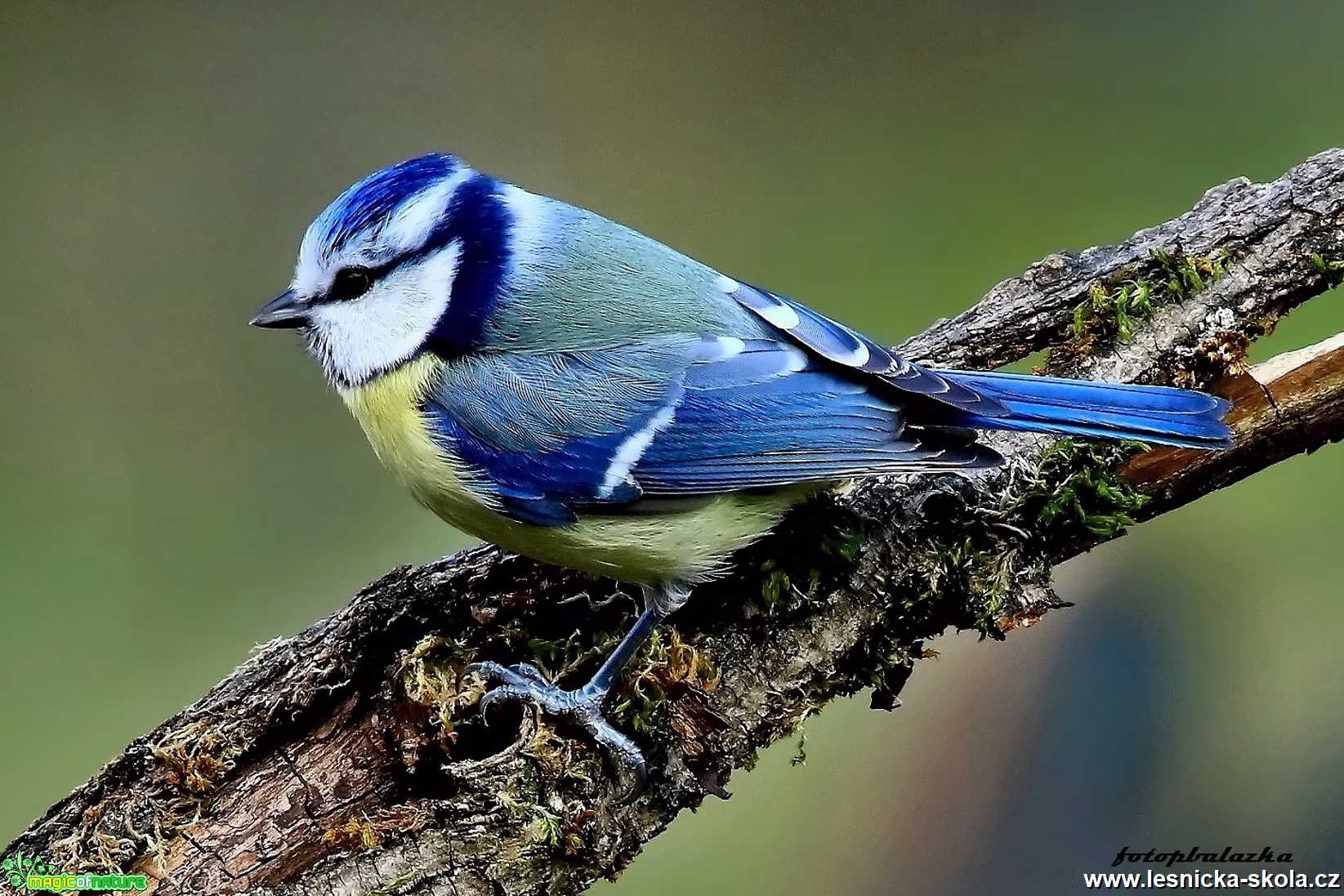 Sýkora modřinka -  Cyanistes caeruleus - Foto Pavel Balazka 0320