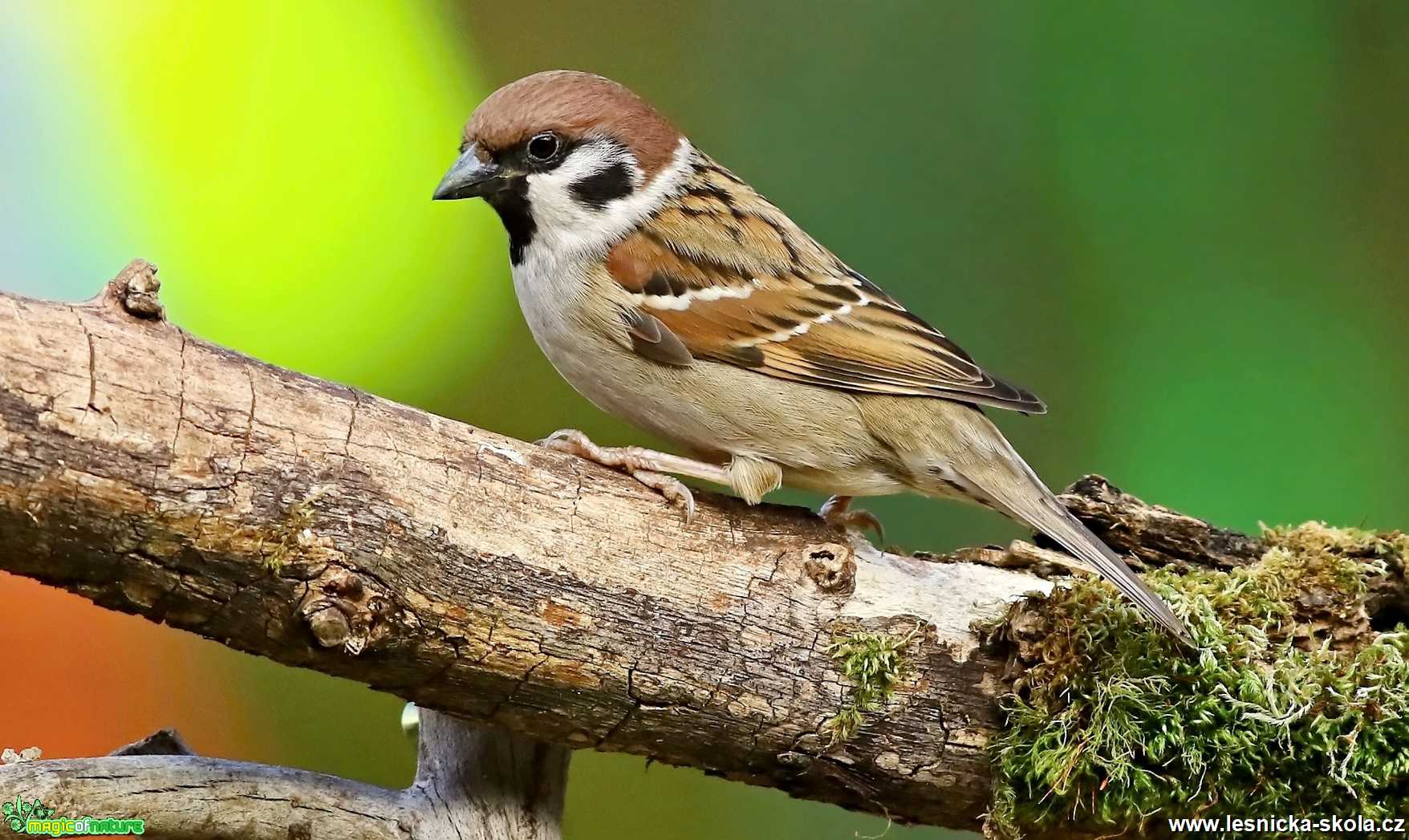 Vrabec polní - Passer montanus - Foto Pavel Balazka 0320