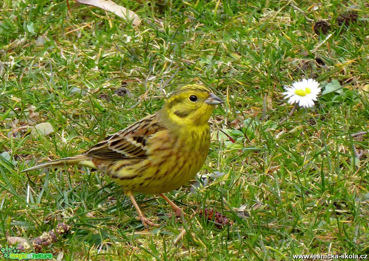 Strnad obecný – Emberiza citrinella - Foto Miloslav Míšek 0320