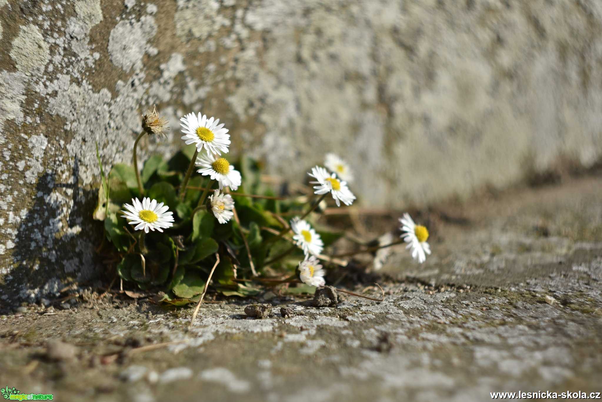 Sedmikráska chudobka - Foto Marie Vykydalová 0320 (1)