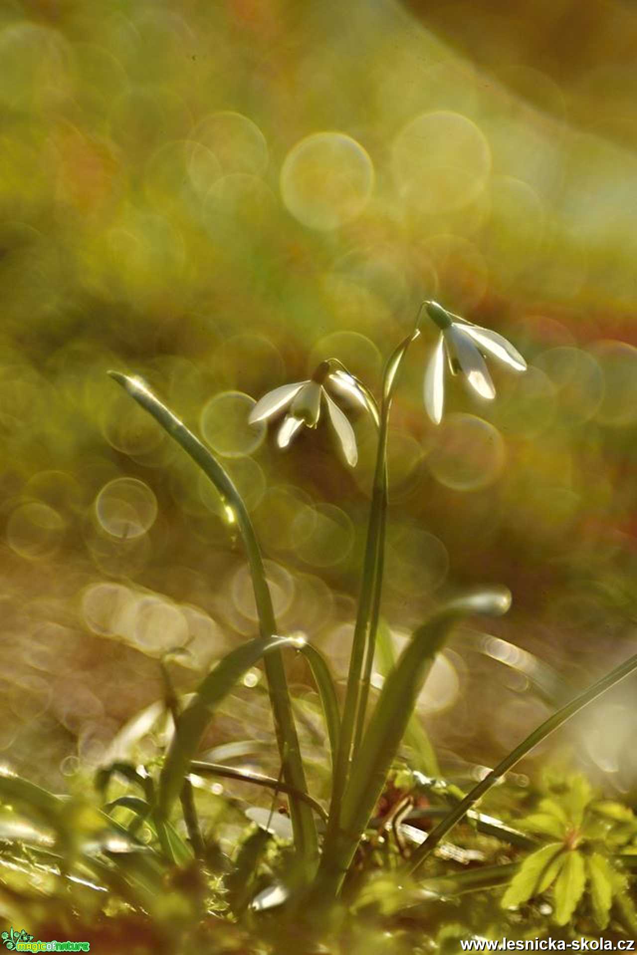 Sněženka podsněžník - Foto Marie Vykydalová 0320