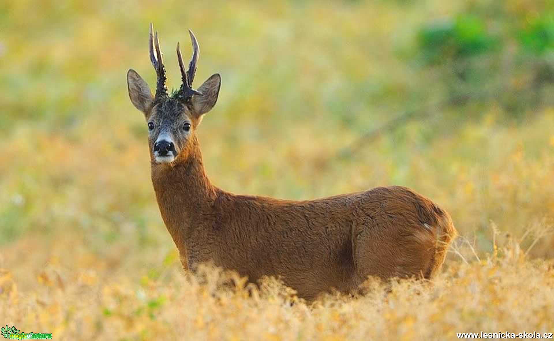 Srnec obecný - Foto Lukáš Zahrádka 0320