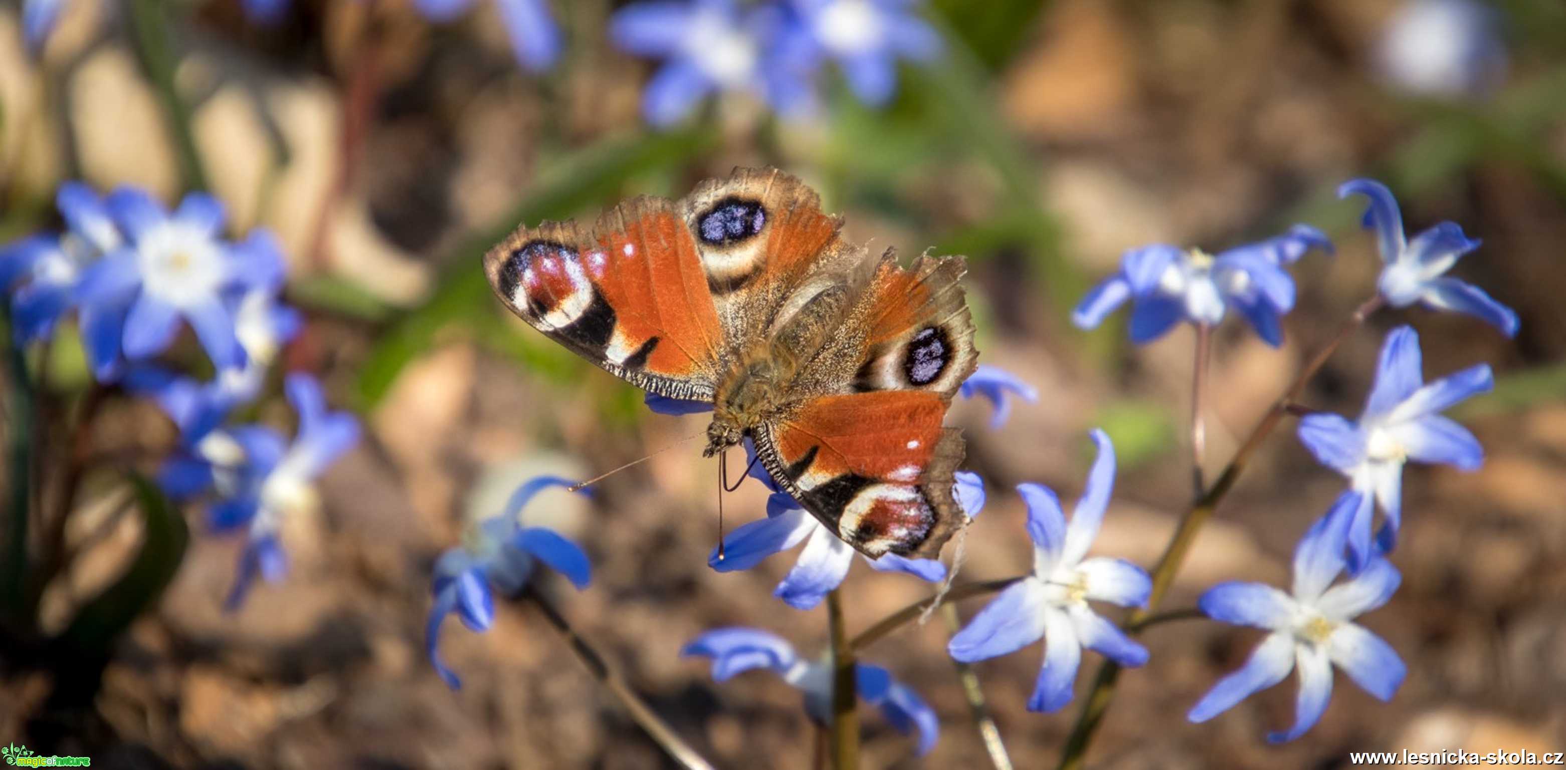 Babočka paví oko - Foto Ladislav Hanousek 0320