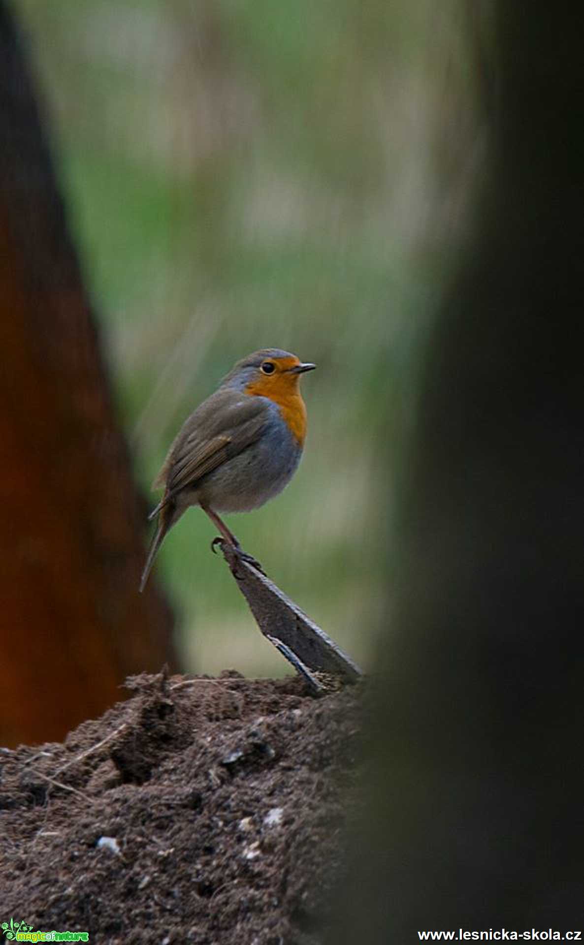 Červenka obecná - Erithacus rubecula - Foto Zbyněk Tomek 0420