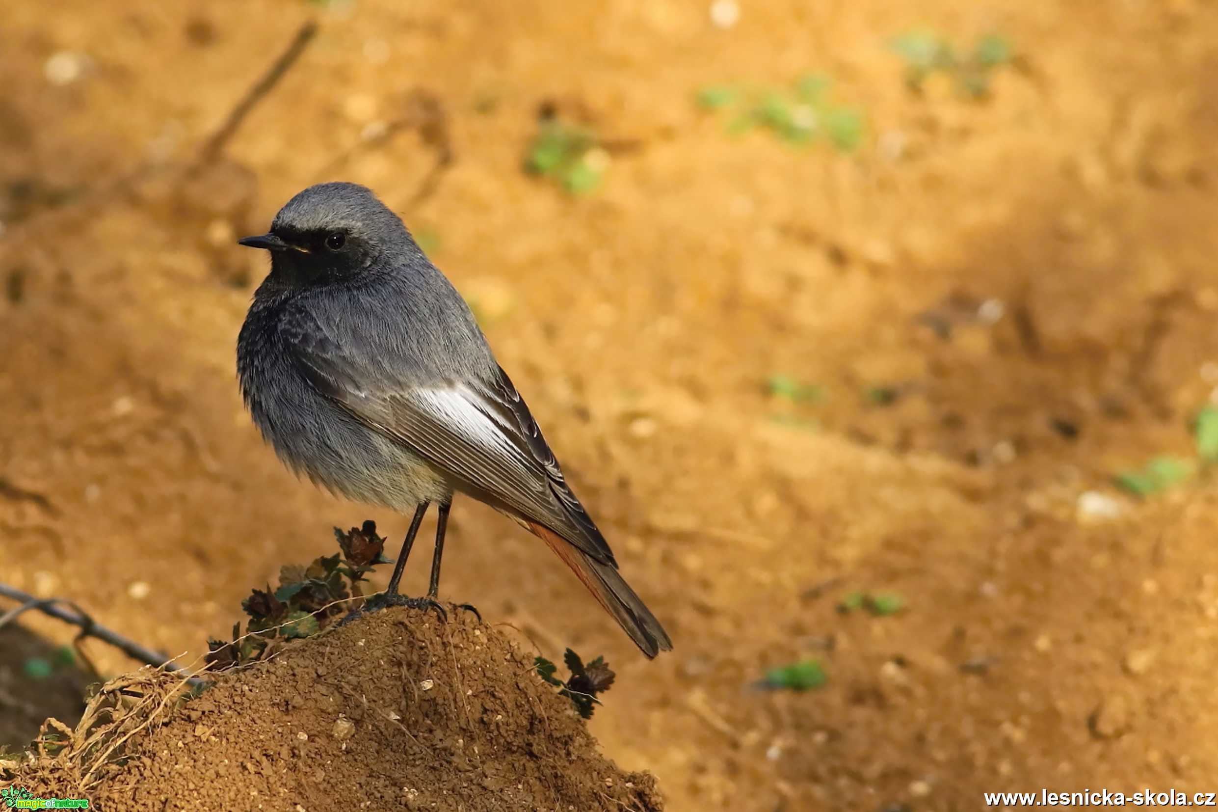 Rehek domácí - Phoenicurus ochruros - Foto Pavel Balazka 0420