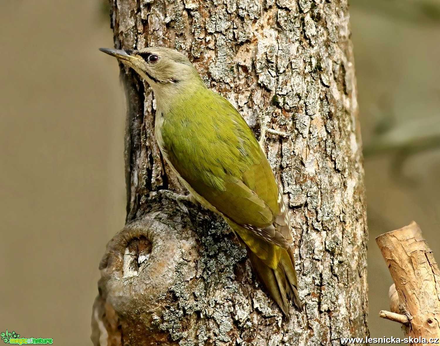 Žluna šedá - Picus canus - Foto Pavel Balazka 0420