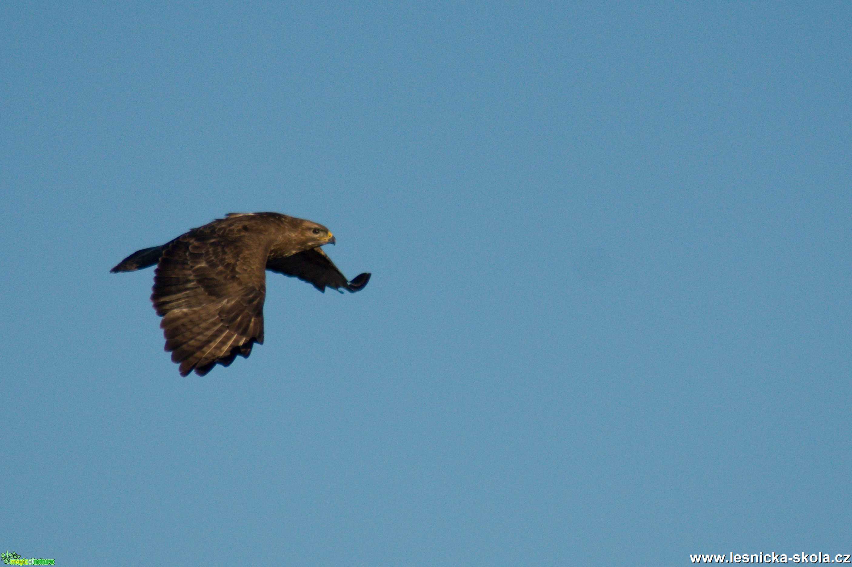 Káně lesní - Buteo buteo - Foto Marie Žďánská 0420 (1)