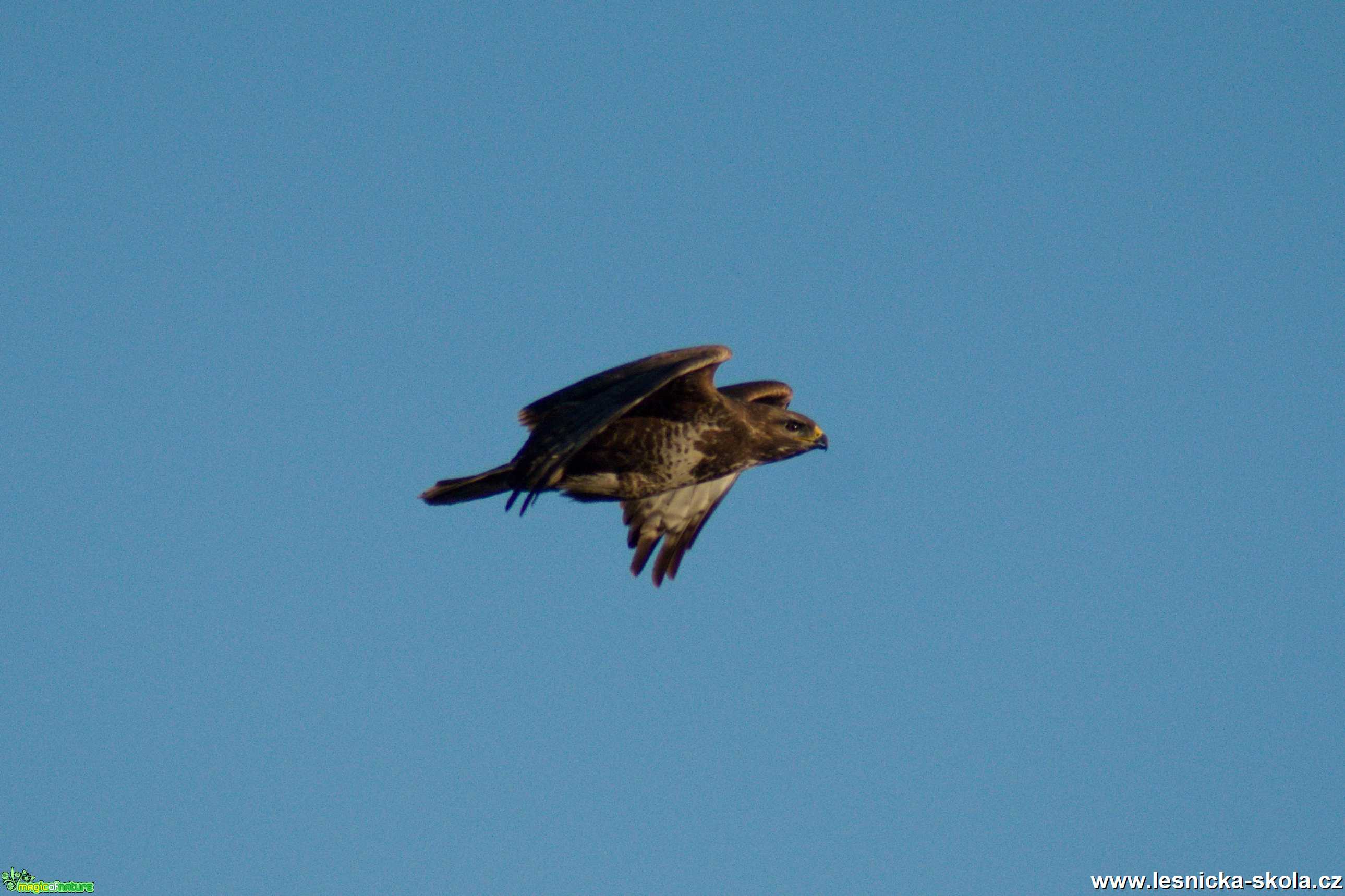 Káně lesní - Buteo buteo - Foto Marie Žďánská 0420 (4)