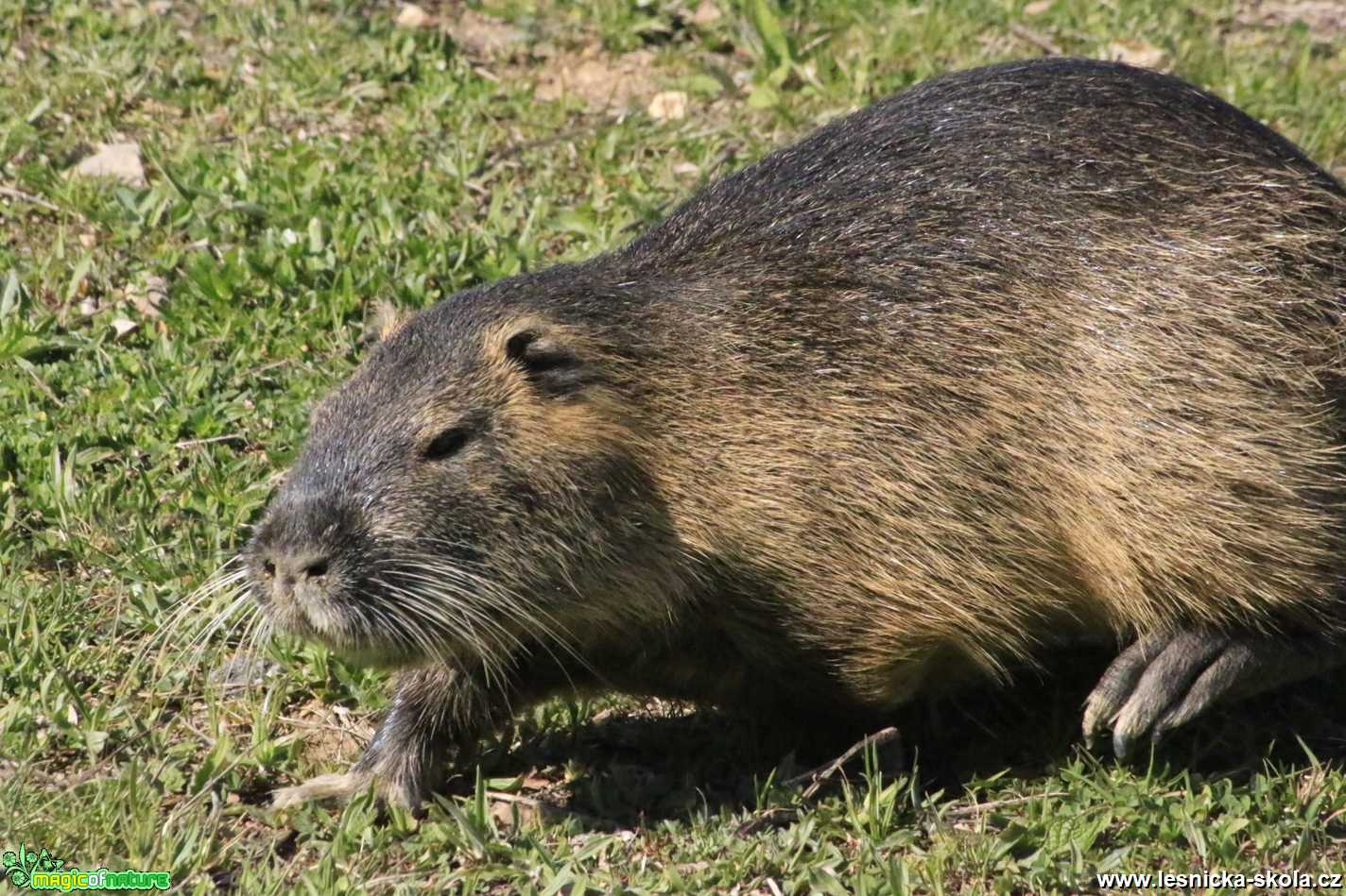 Nutrie z volné přírody - Foto Ladislav Jonák 0420