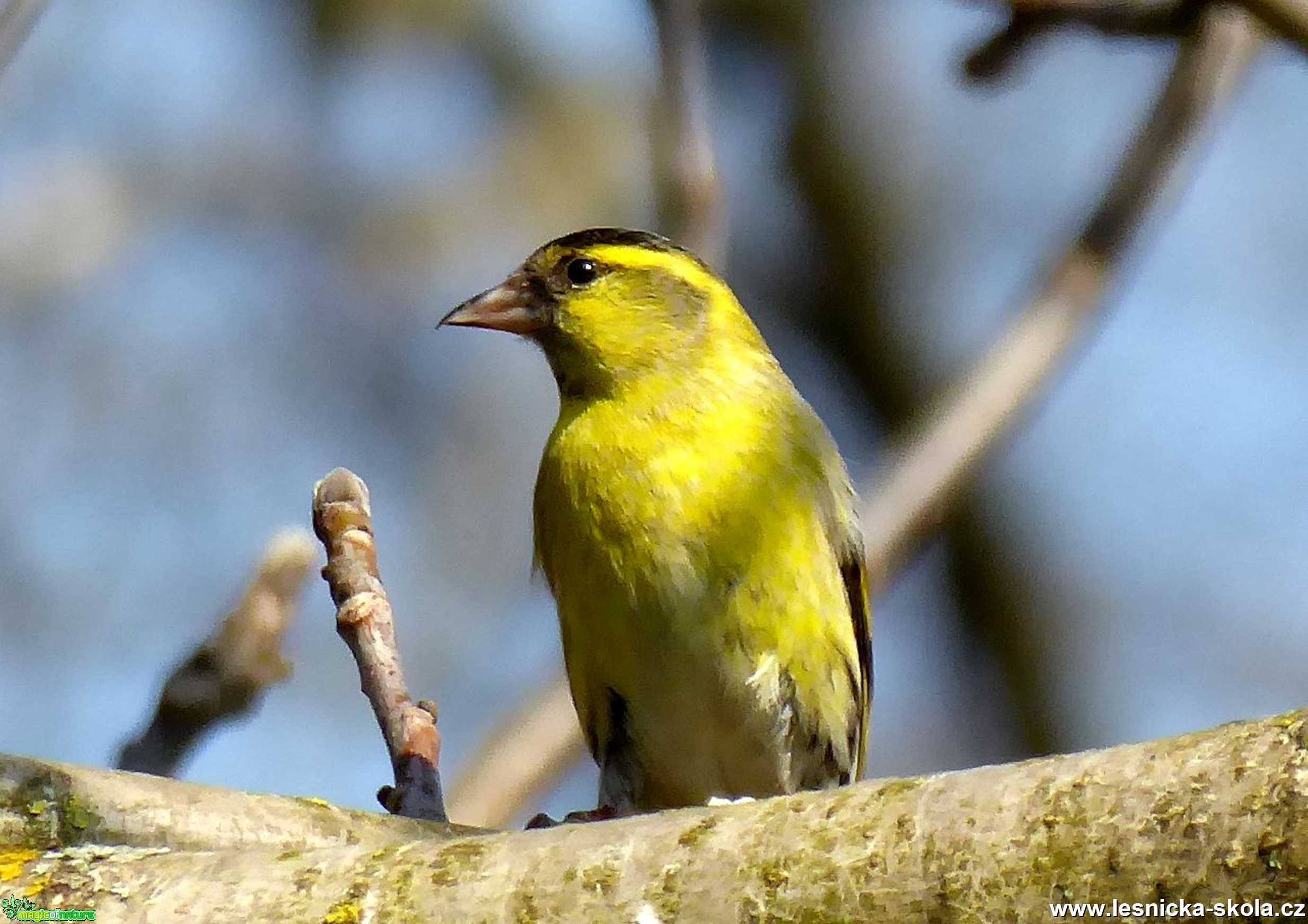 Čížek lesní - Carduelis spinus - Foto Miloslav Míšek 0420