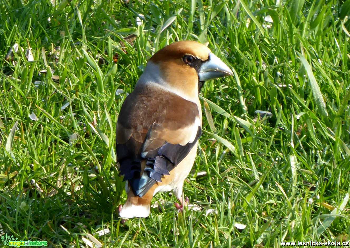 Dlask tlustozobý - Coccothraustes coccothraustes - Foto Miloslav Míšek 0420