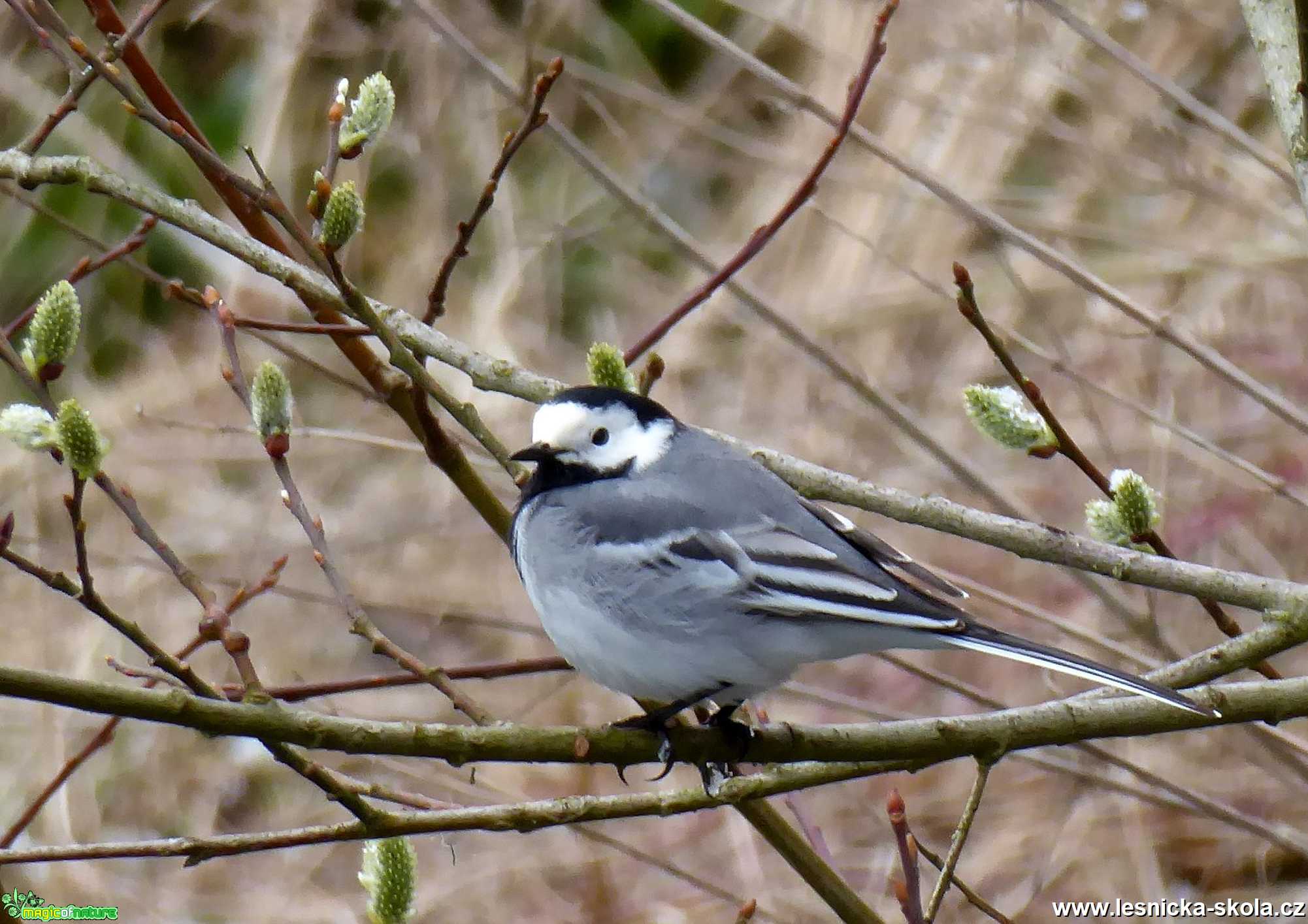 Konipas bílý - Motacilla alba - Foto Miloslav Míšek 0420