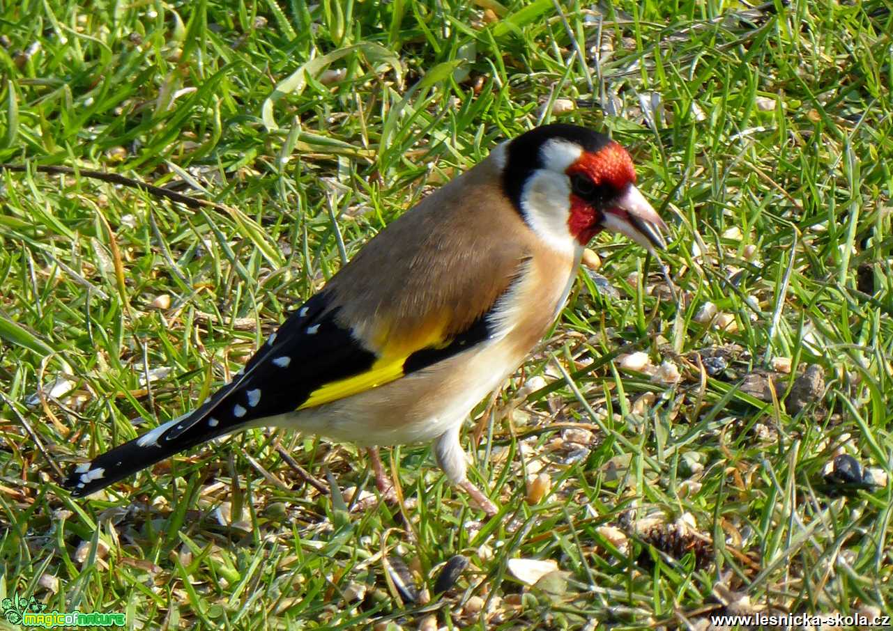 Stehlík obecný - Carduelis carduelis - Foto Miloslav Míšek 0420