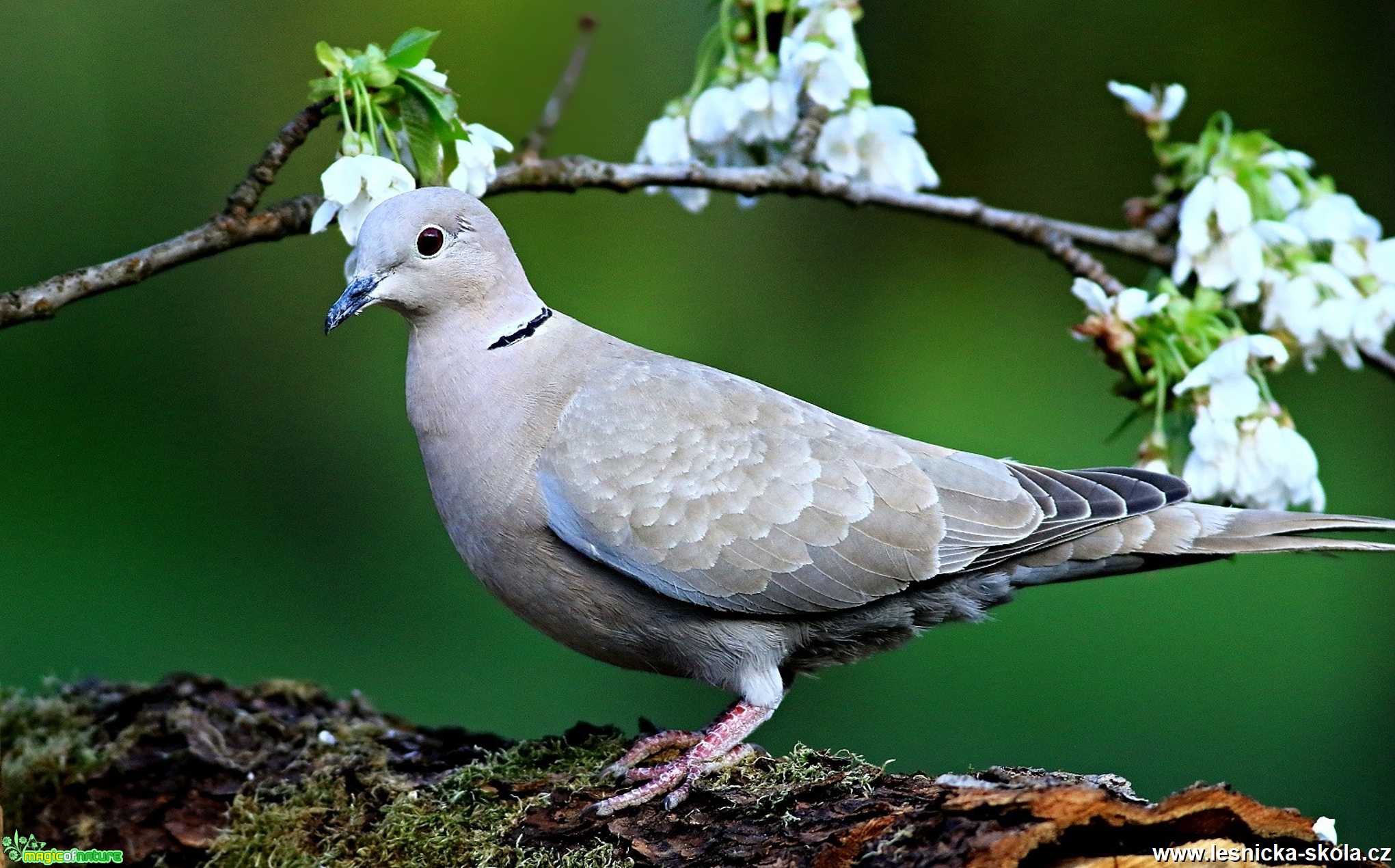 Hrdlička zahradní - Foto Pavel Balazka 0520