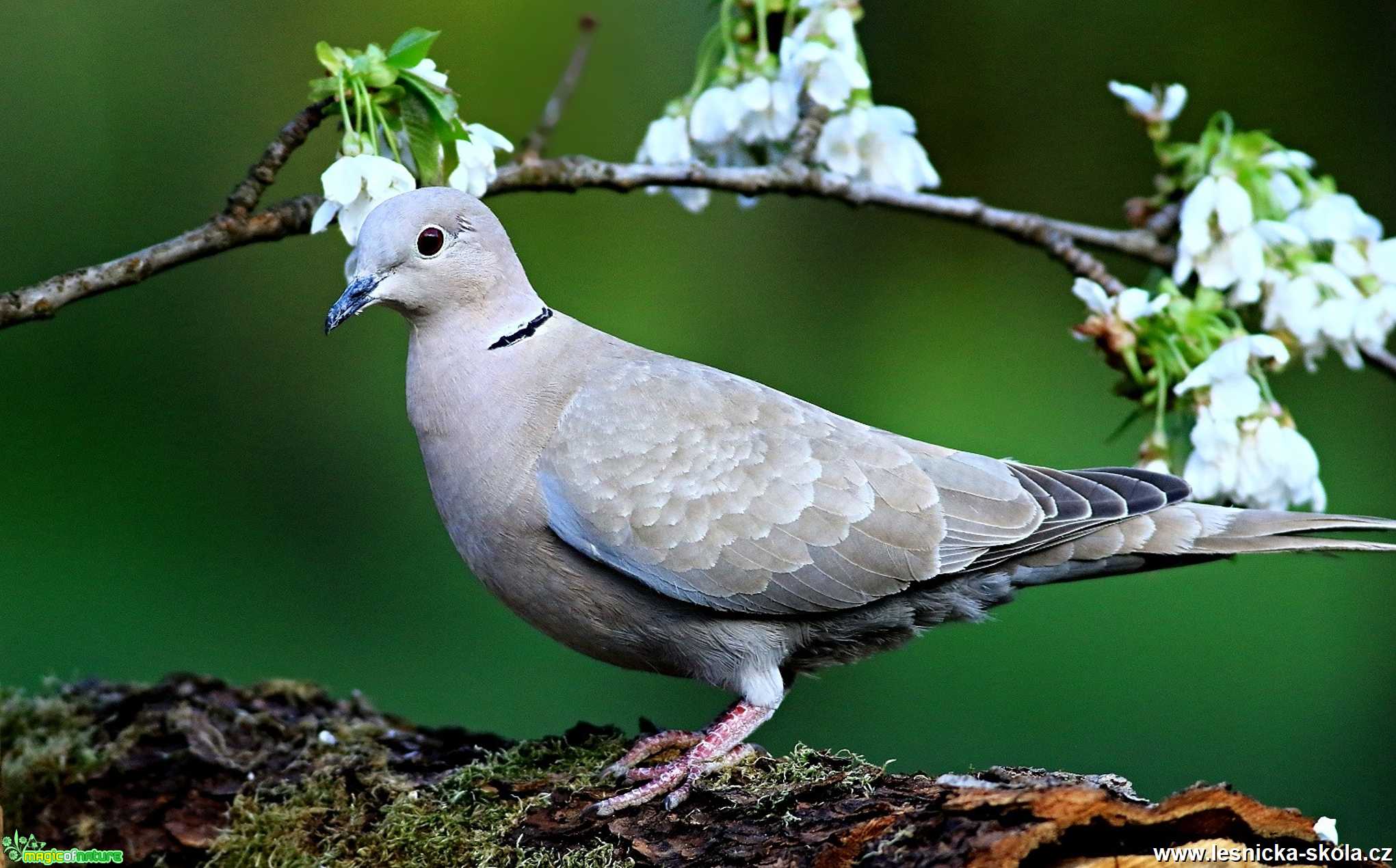 Hrdlička zahradní - Foto Pavel Balazka 0520