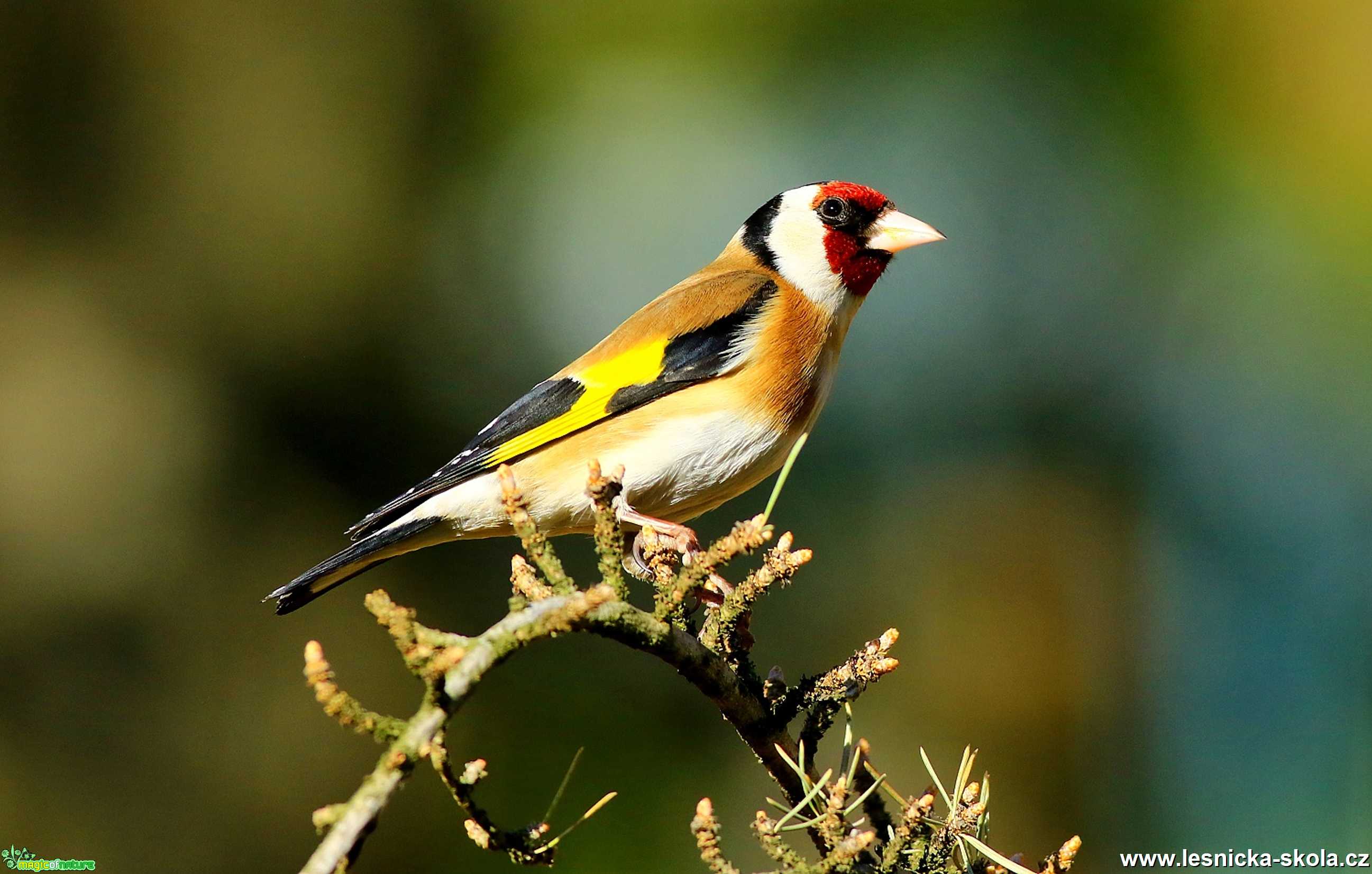Stehlík obecný - Carduelis carduelis - Foto Pavel Balazka 0520 (1)