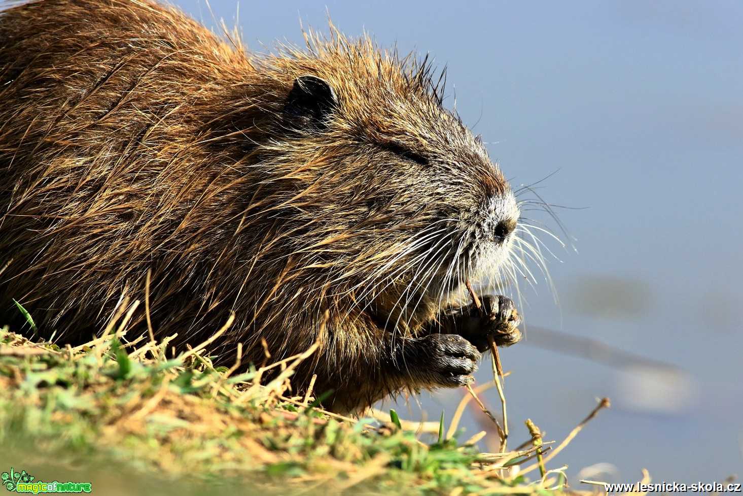 Nutrie - Foto Pavel Balazka 0520