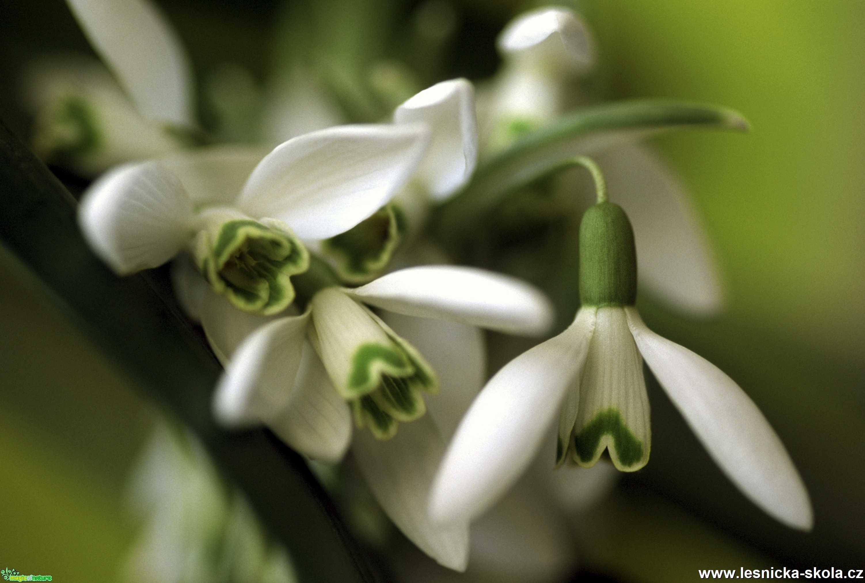 Sněženky - Foto Angelika Špicarová 0520