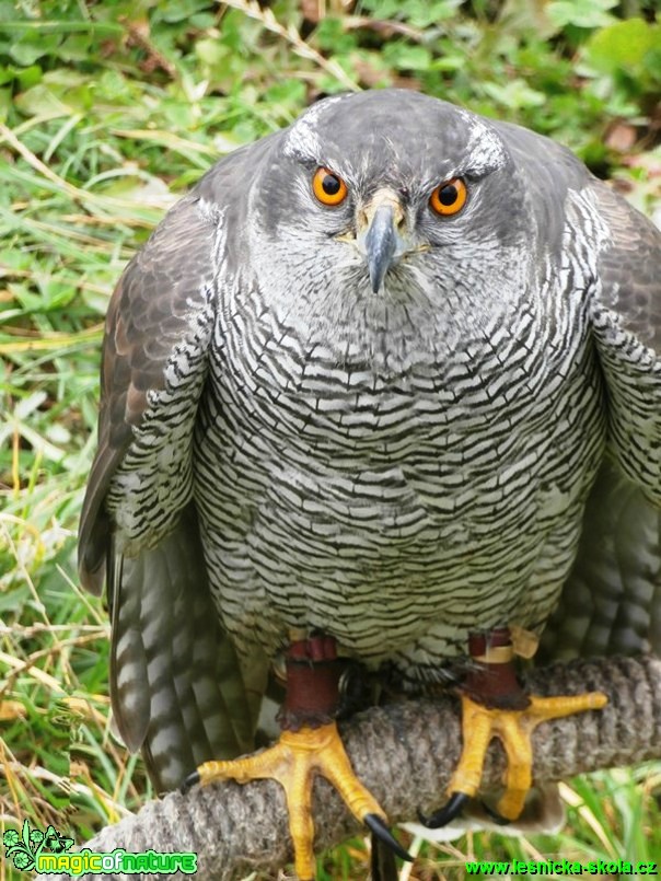 Jestřáb lesní - Accipiter gentilis - Foto Vojtěch Mejsnar