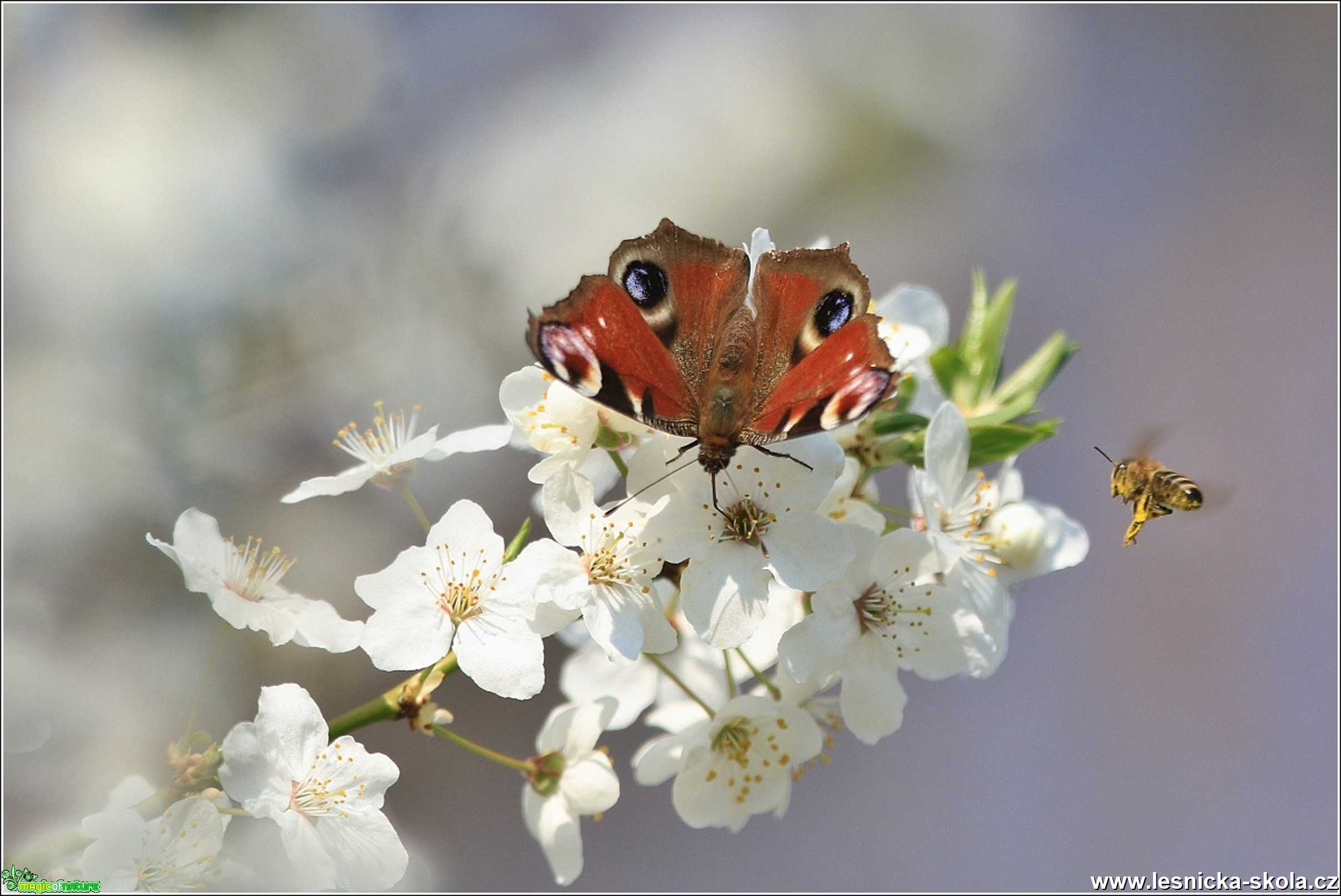 Babočka paví oko - Foto Monika Suržinová 0520