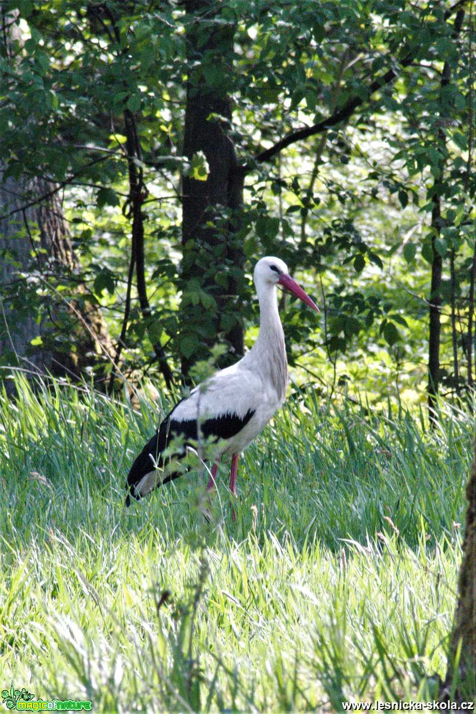 Čáp bílý - Ciconia ciconia - Foto Marie Žďánská 0520