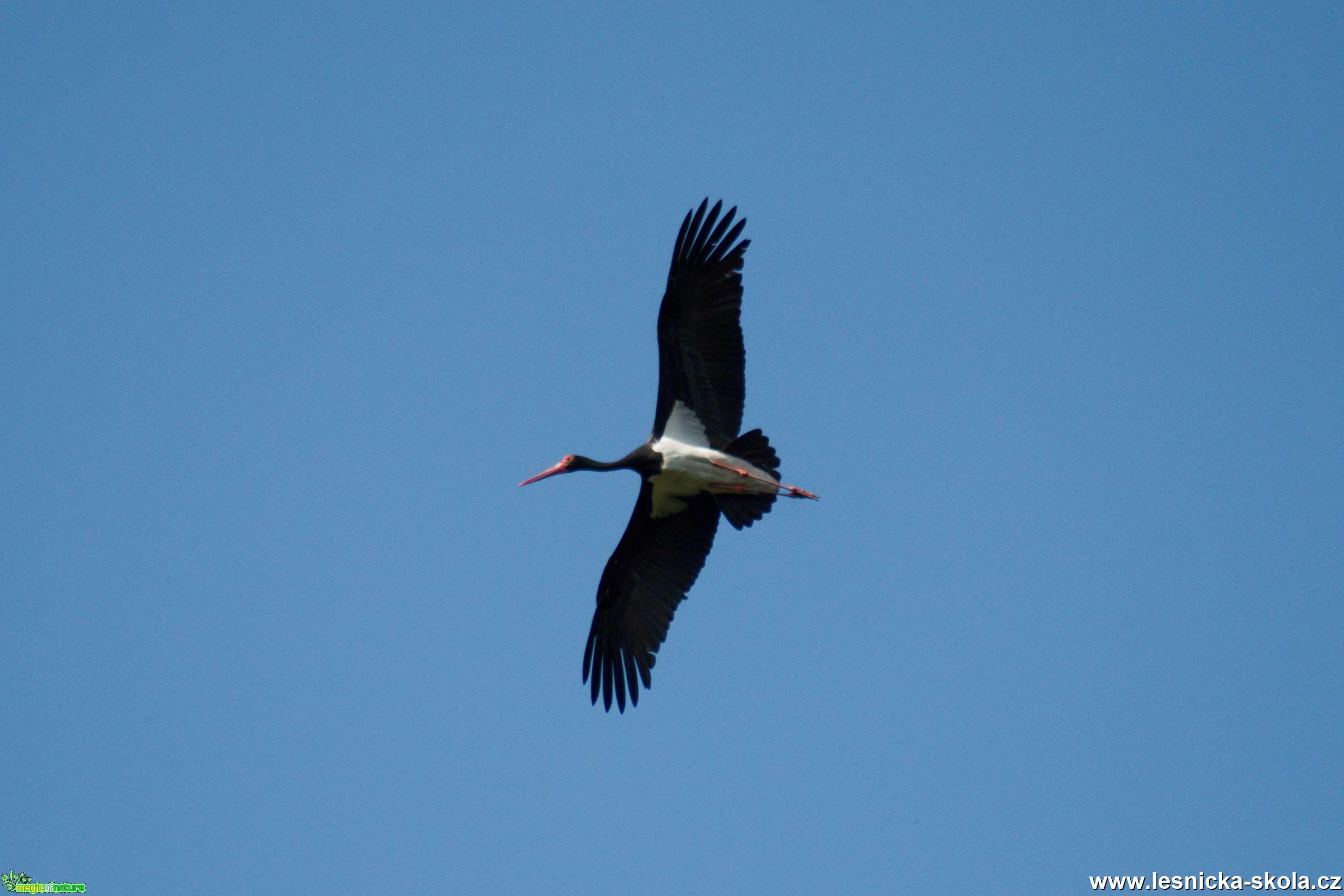 Čáp černý - Ciconia nigra - Foto Marie Žďánská 0520