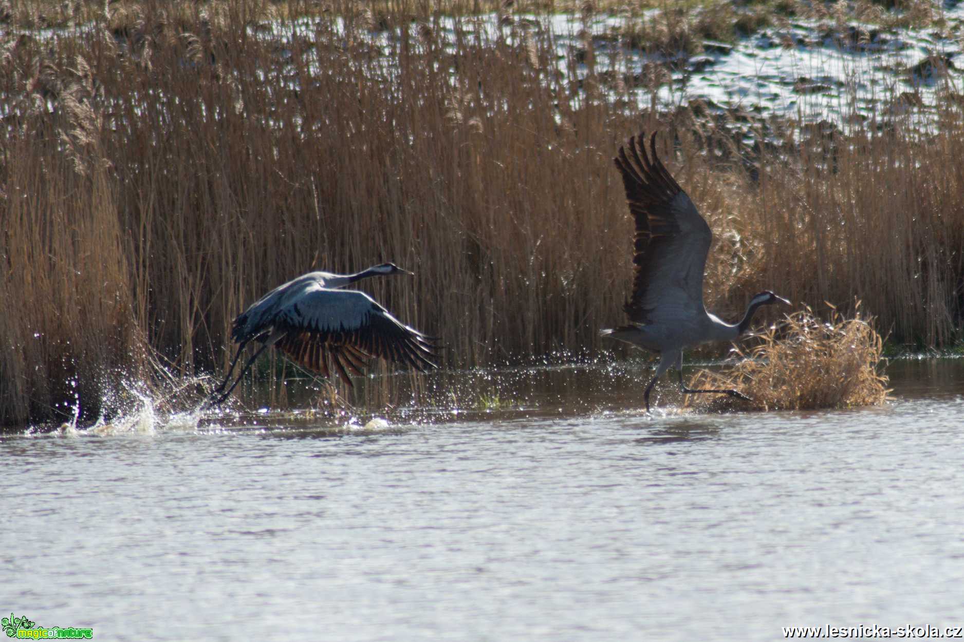 Jeřáb popelavý - Grus grus - Foto Marie Žďánská 0520 (2)