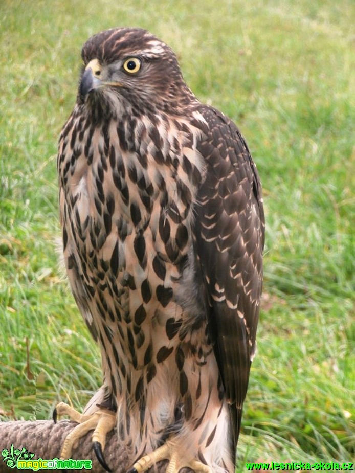 Káně lesní - Buteo buteo - Foto Vojtěch Mejsnar