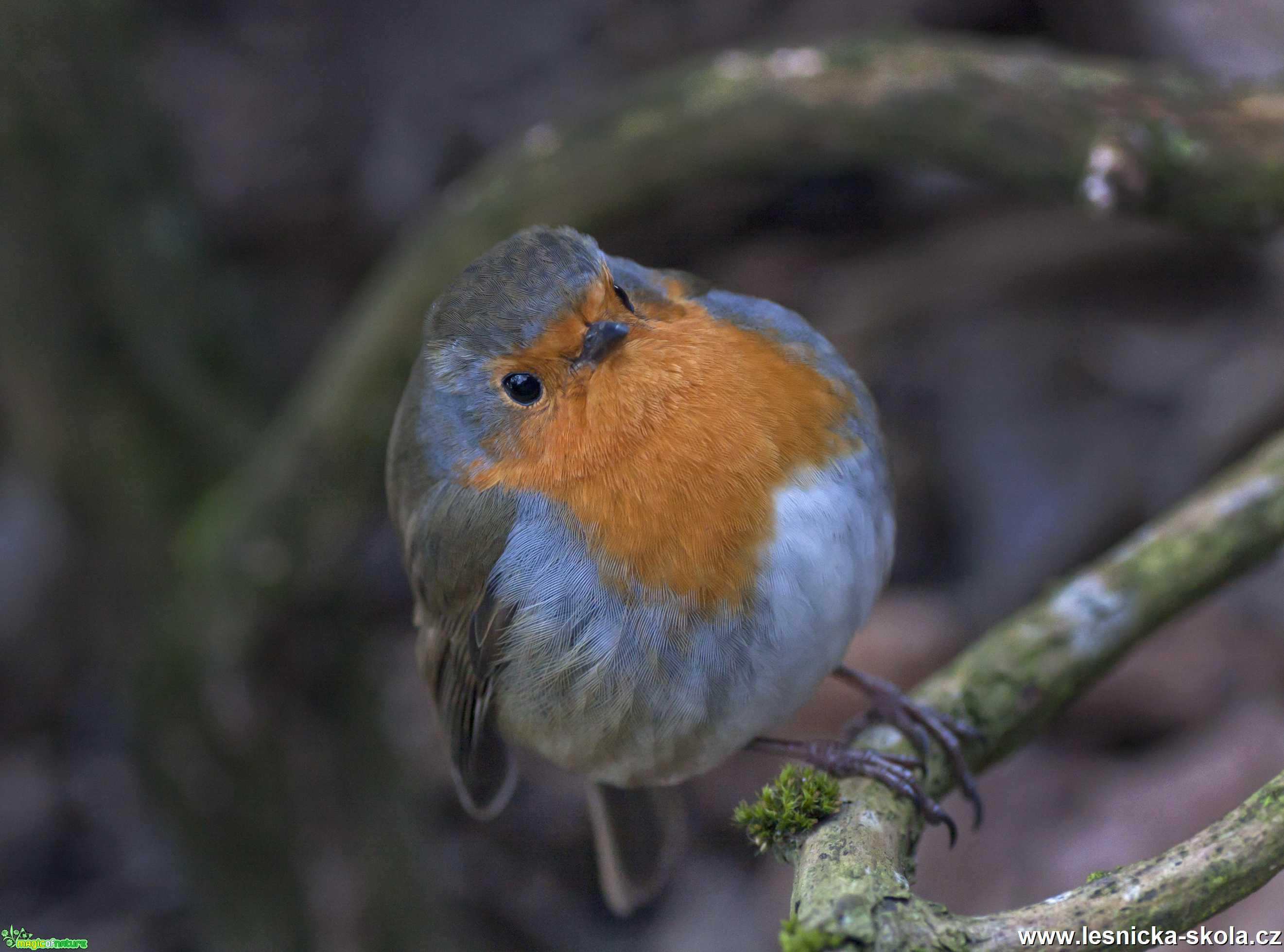 Červenka obecná - Erithacus rubecula - Foto Michaela Knoppová 0520