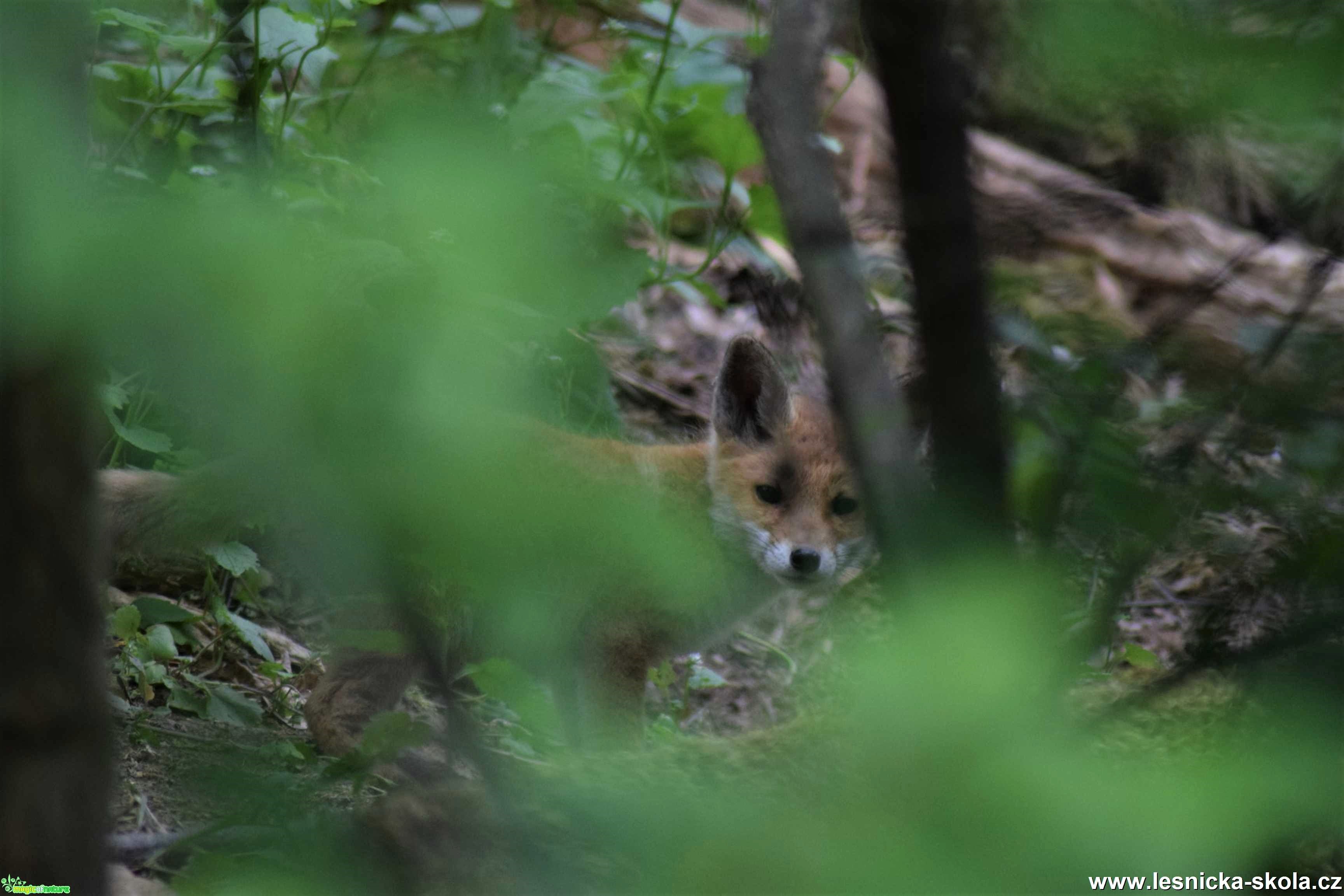 Liška obecná - Vulpes vulpes - Foto Marie Žďánská 0620