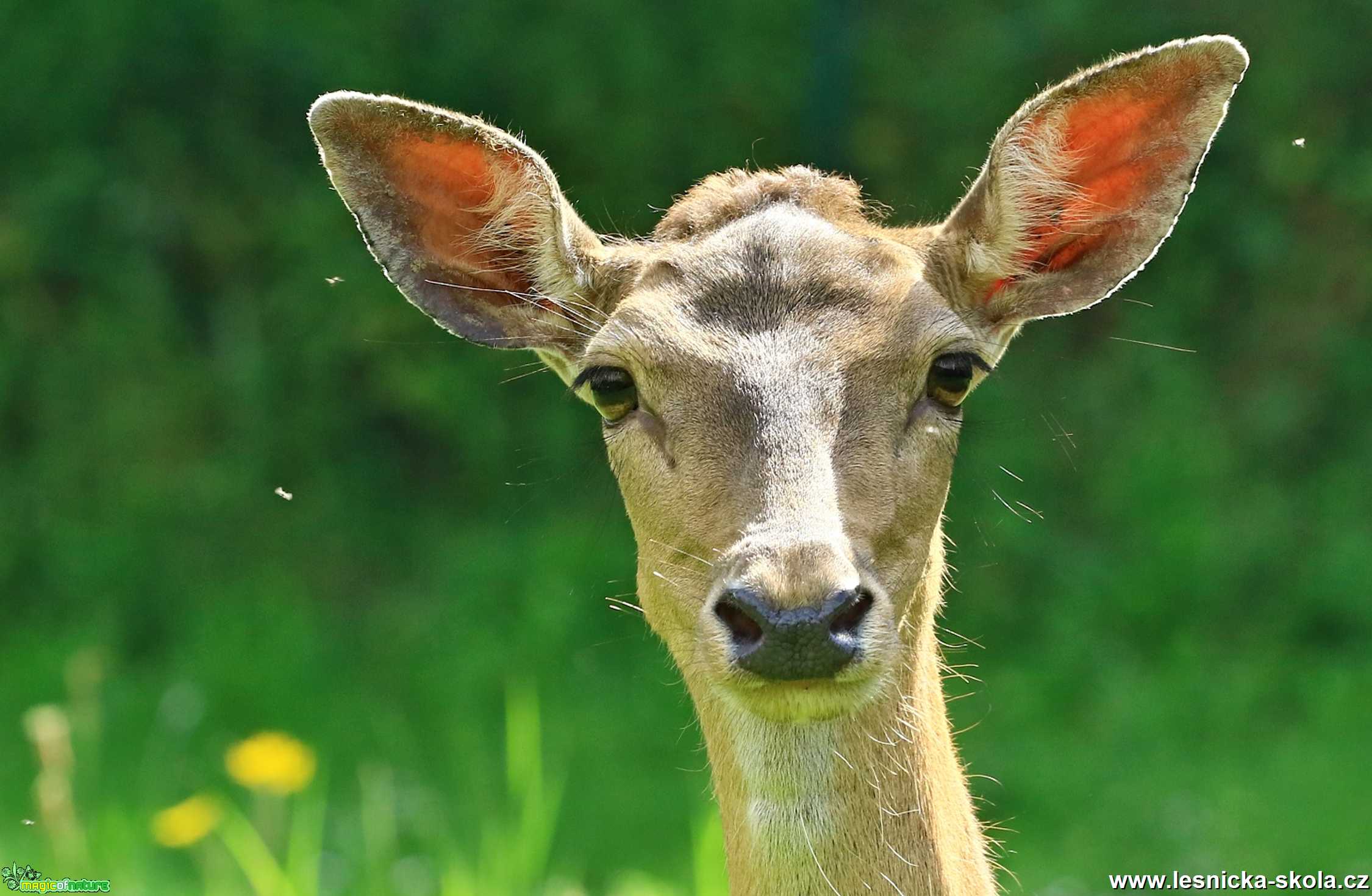 Face to face - Foto Pavel Balazka 0620