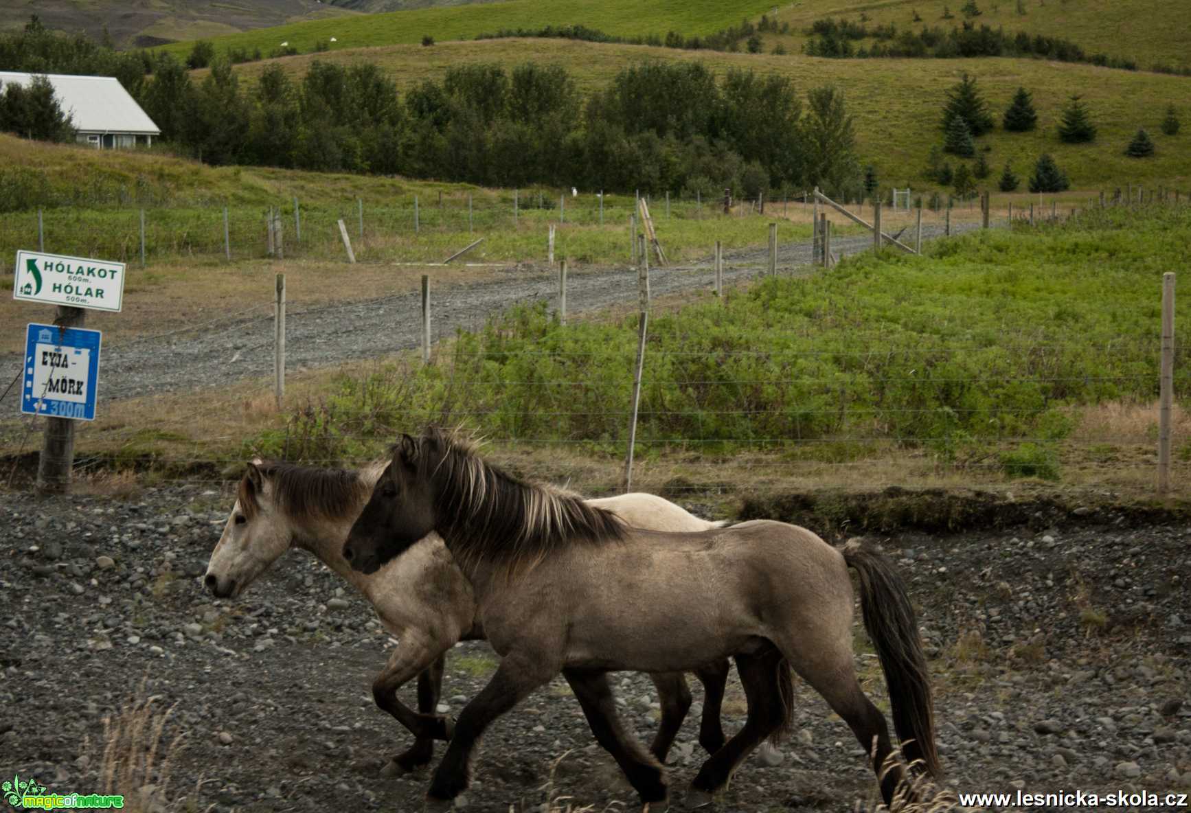 Islandský kůň - Foto Michaela Knoppová