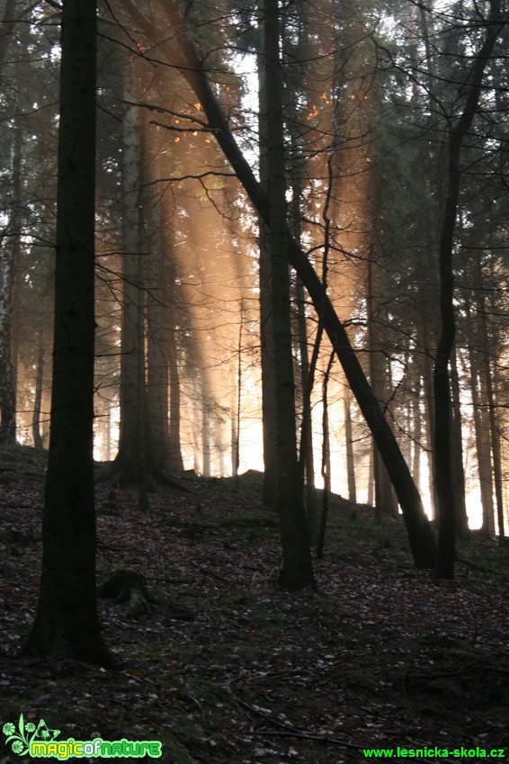 Podvečer v Hřebcovém dole - Foto Gerd Ritschel