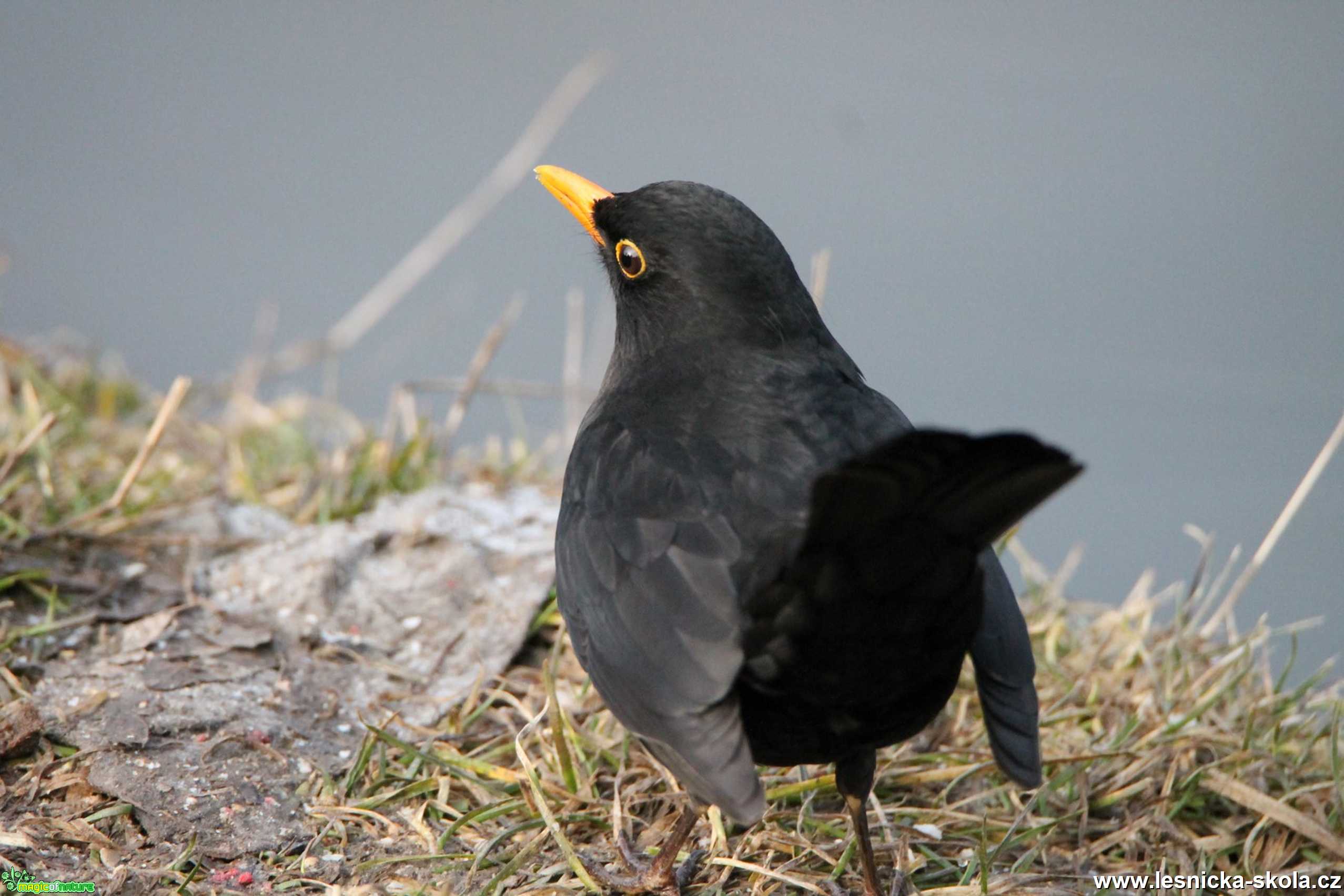 Kos černý - Turdus merula - Foto František Novotný 0620 (2)