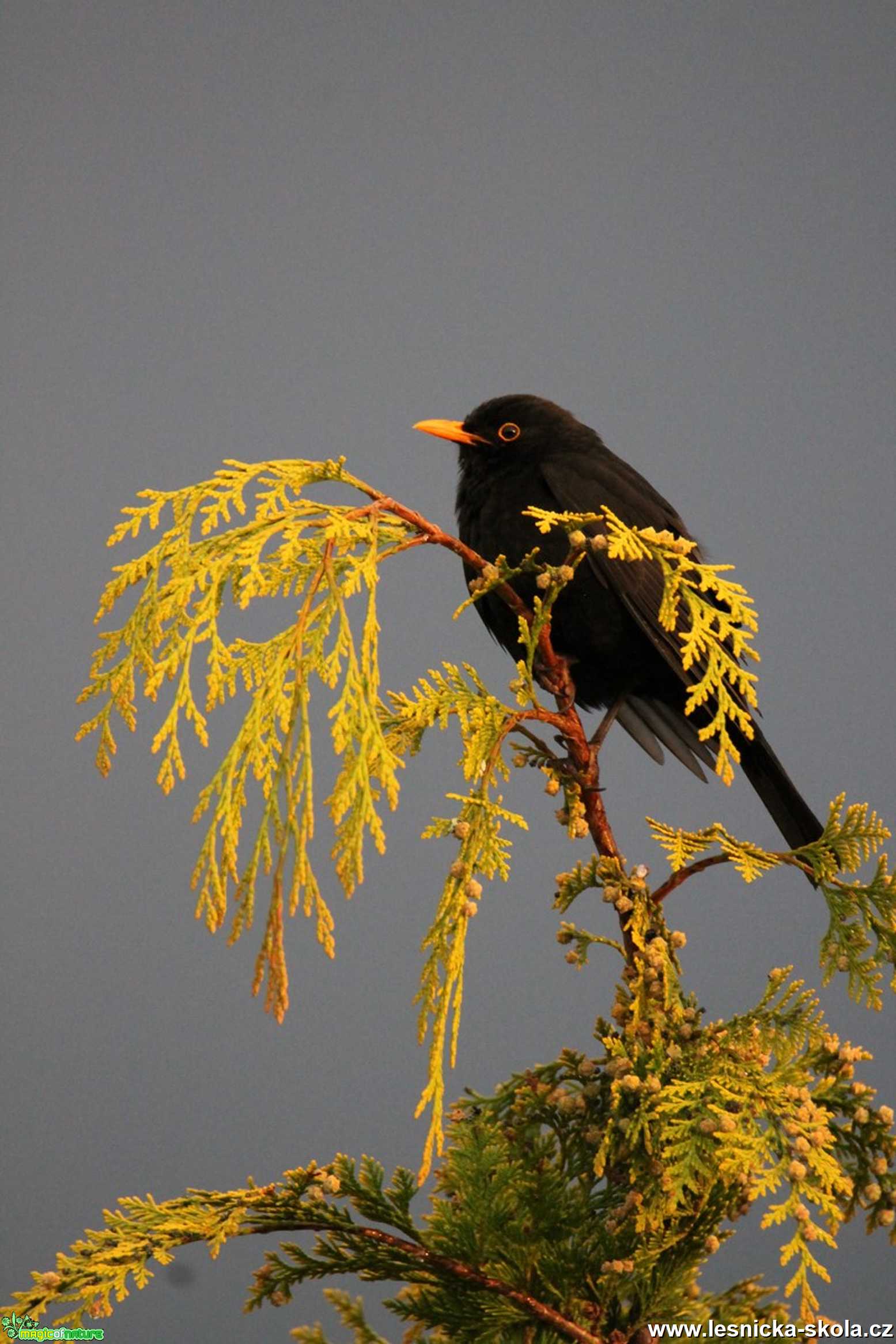 Kos černý - Turdus merula - Foto František Novotný 0620 (3)