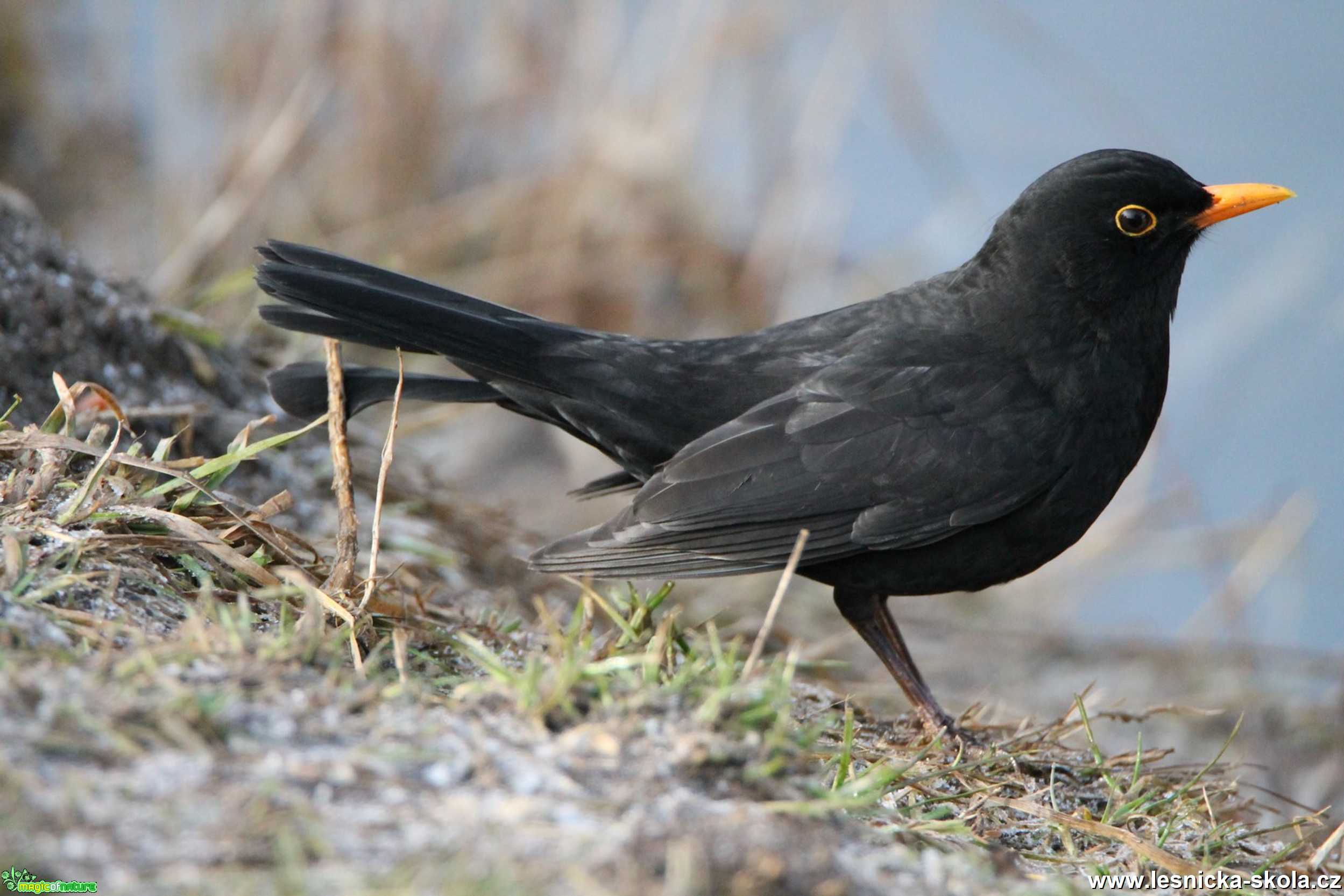 Kos černý - Turdus merula - Foto František Novotný 0620 (4)