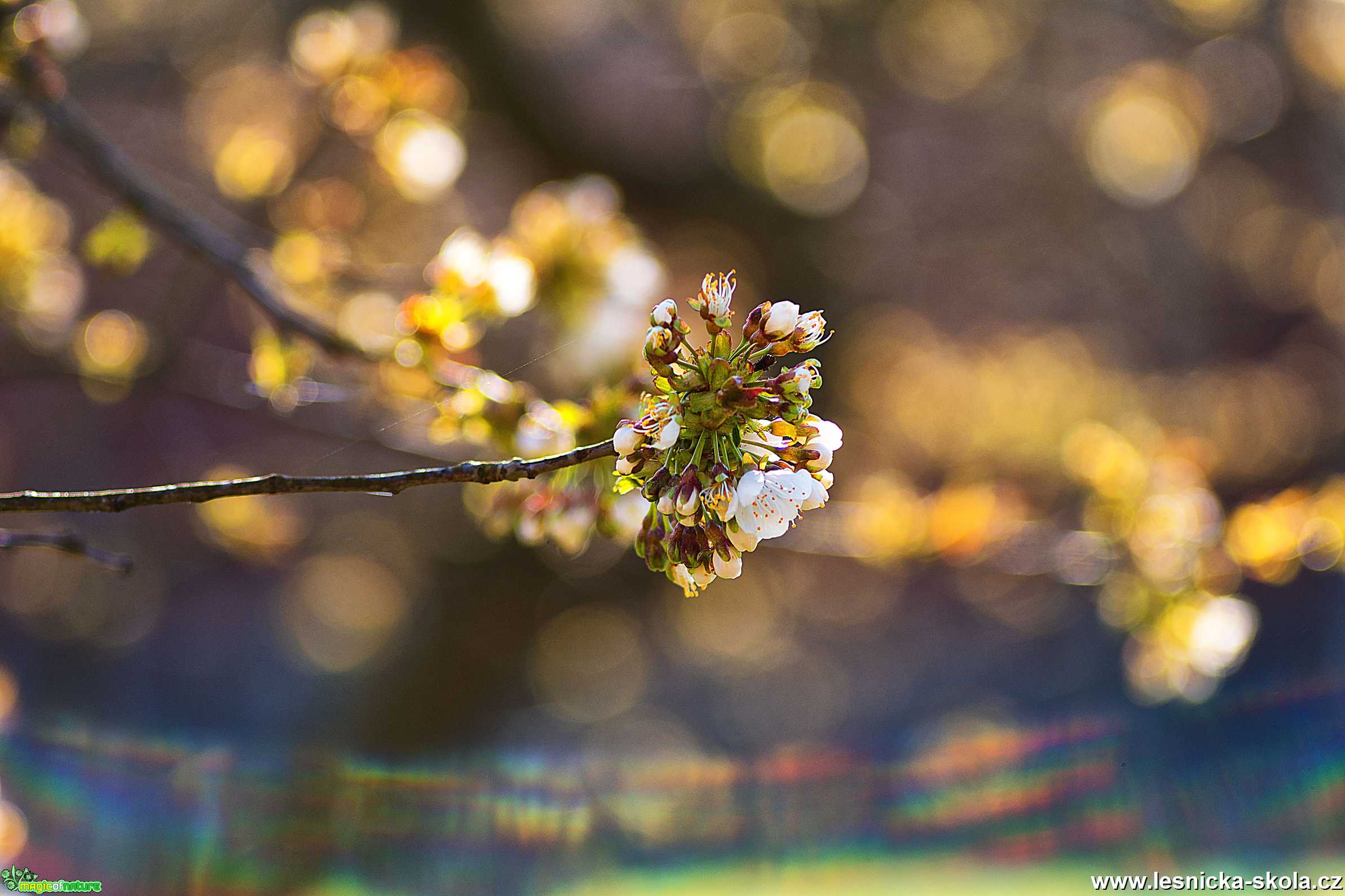 Rozkvetlá třešeň - Foto Zbyněk Tomek 0919